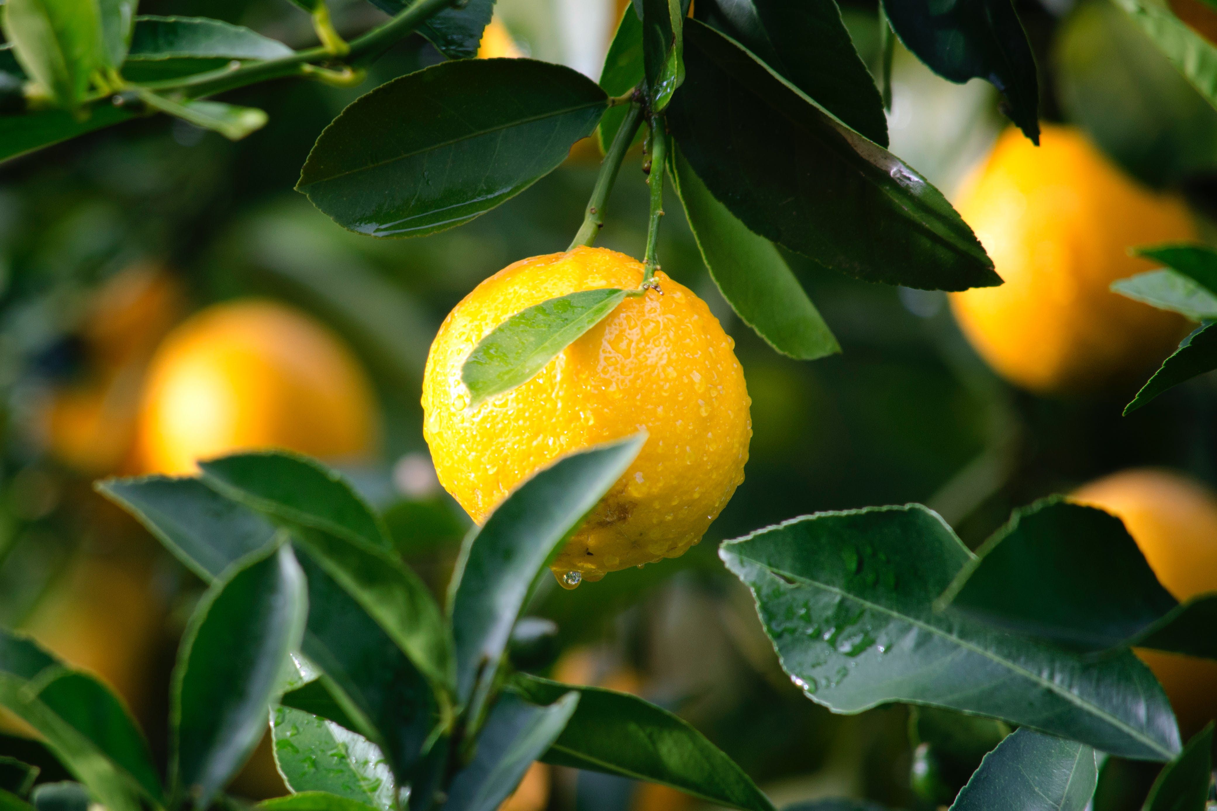 Manfaat Luar Biasa Buah Lemon