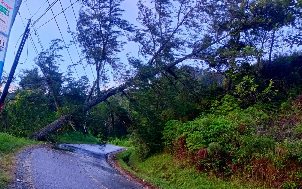 Pohon Pinus nyaris tumbang di Lolo Kabupaten Solok 