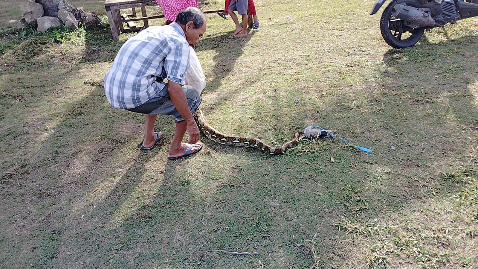 Yahno (60) warga Dusun Legok, Desa Legokjawa, Kecamatan Cimerak, Kabupaten Pangandaran, menangkap ular jenis sanca yang sedang memangsa ayam di belakang rumah miliknya, Minggu 14 Januari 2024.*/Kabar Priangan/Kiki Masduki 
