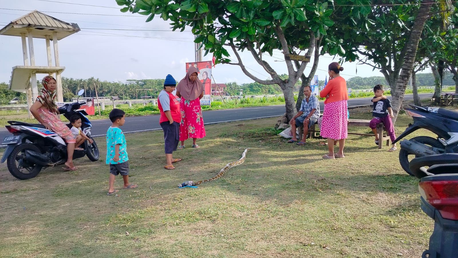 Yahno (60) warga Dusun Legok, Desa Legokjawa, Kecamatan Cimerak, Kabupaten Pangandaran, menangkap ular jenis sanca yang sedang memangsa ayam di belakang rumah miliknya pada Minggu 14 Januari 2024.*/Kabar Priangan/Kiki Masduki 