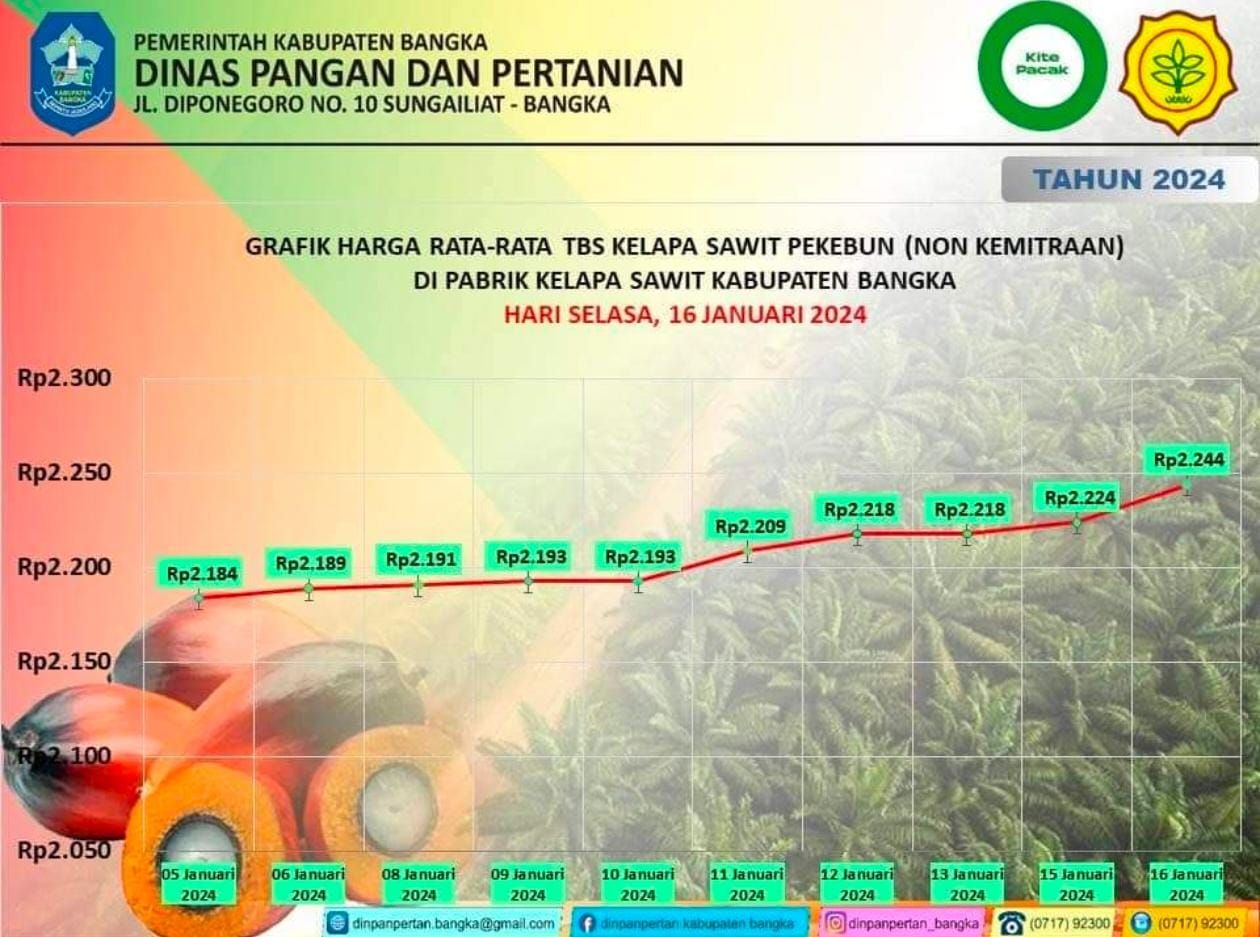 Grafik harga rata-rata TBS kelapa sawit tanggal 15 16 Januari 2024 di Kabupaten Bangka