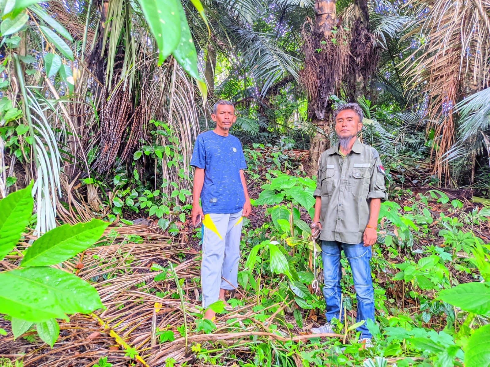 Didampingi Kepala Dusun Batu Tompo Desa Bajiminasa, Ketua DMT mengunjungi kebun aren milik petani di Desa Bajiminasa/WartaBulukumba.Com