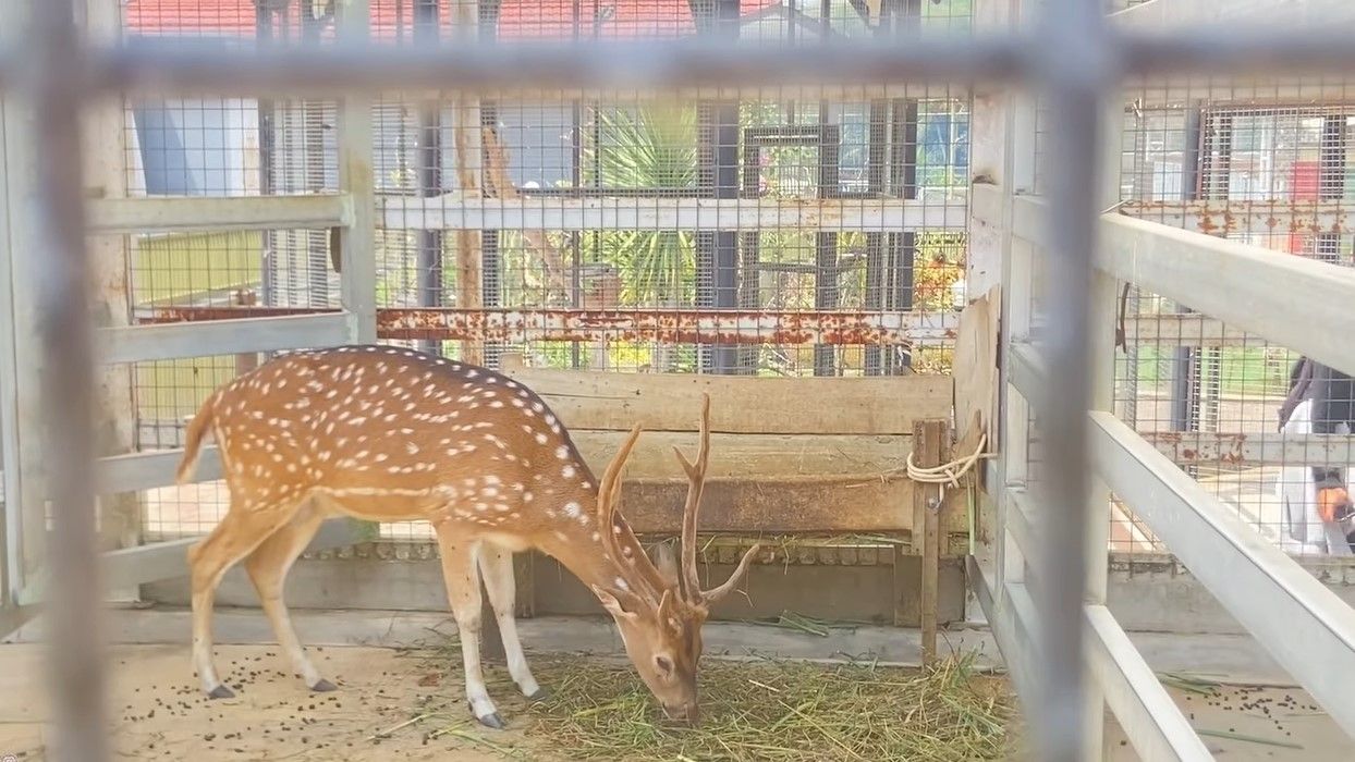 Mini Zoo Wisata Alam Parung, Tasikmalaya.