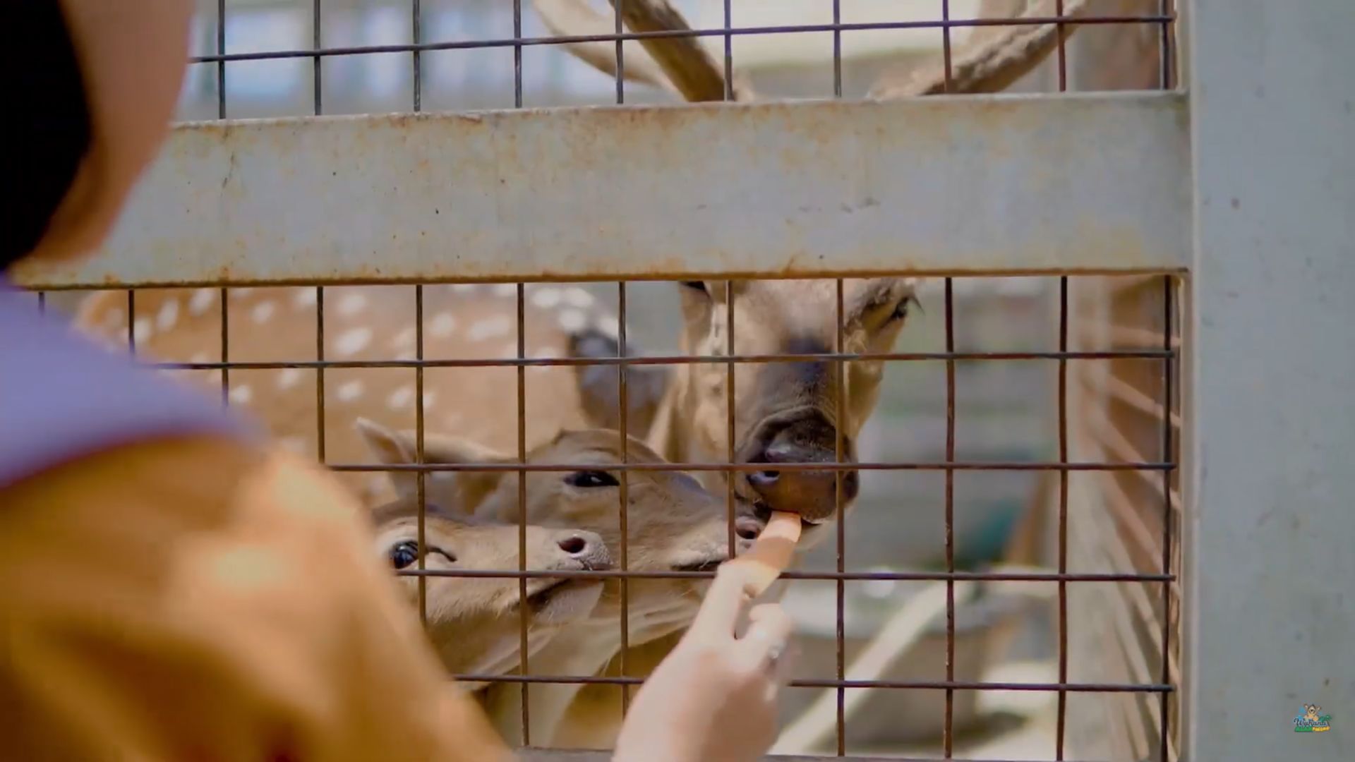 Mini Zoo yang terdapat di Wahana Alam Parung Tasikmalaya membuat Anak dapat melihat binatang dari jarak dekat.