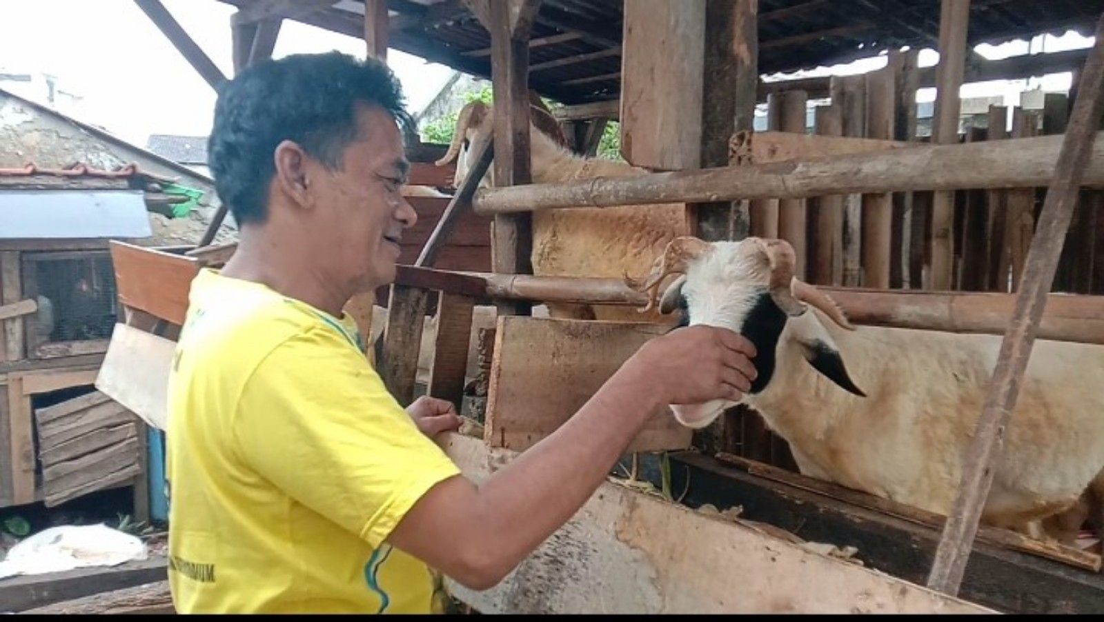 Iwan warga Gudang kota Bogor pemilik kambing bertanduk lima