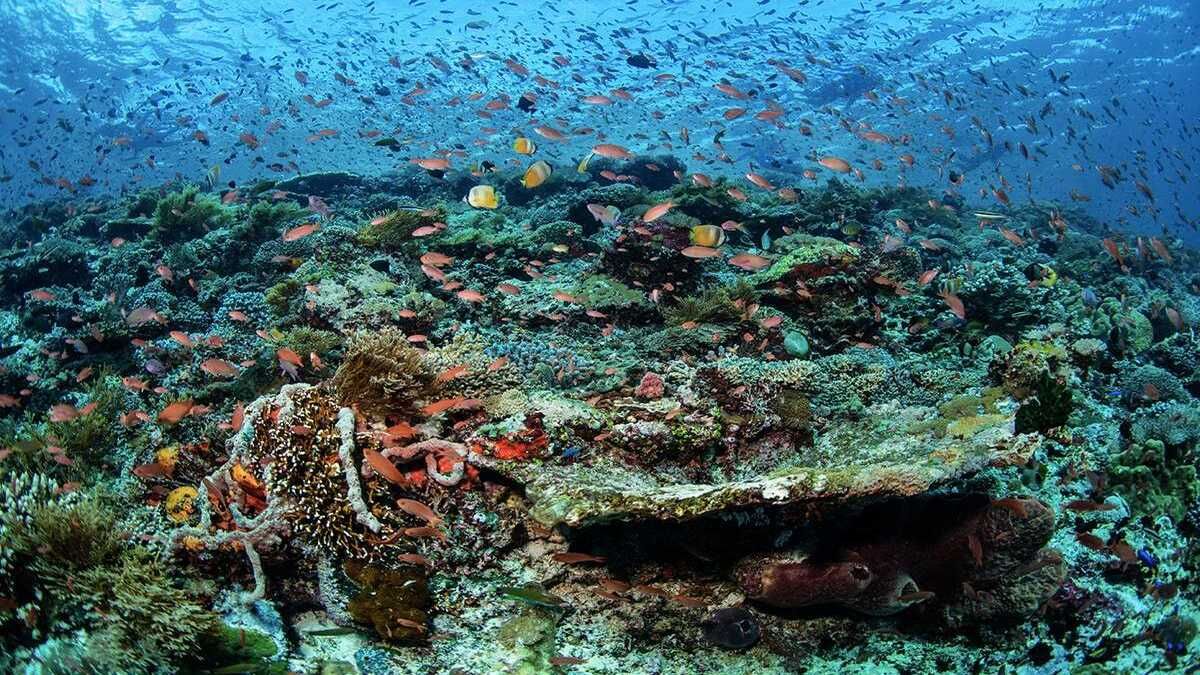 Keindahan bawah laut Pulau Alor