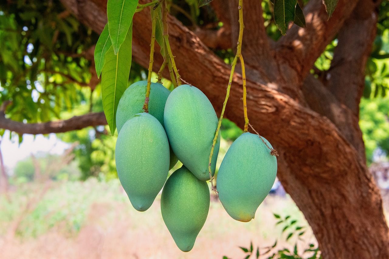 Mangga, jika tanaman buah-buahan sudah menghasilkan, anda bisa panen buah-buahan segar dari halaman rumah sendiri.