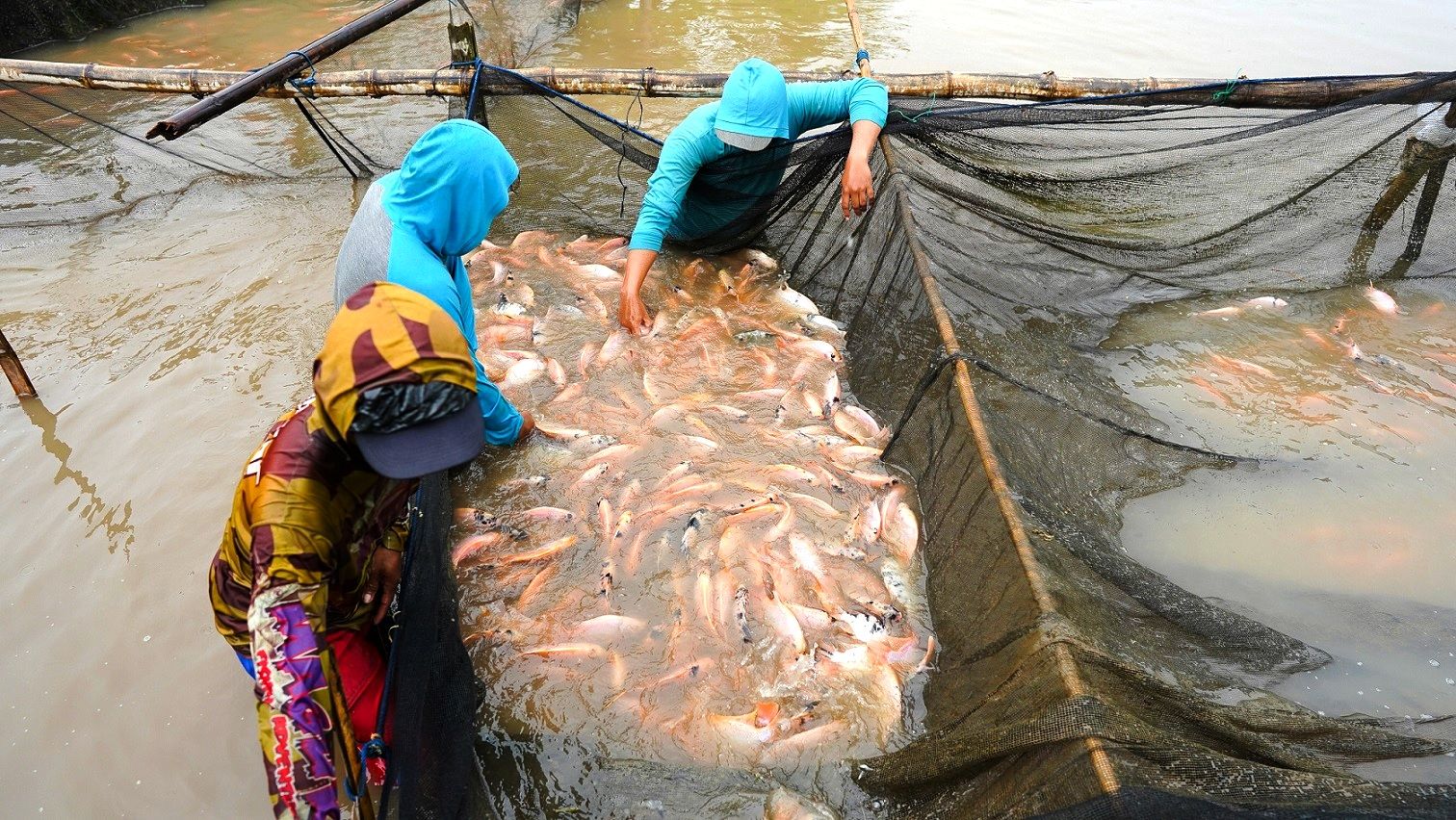 Ikan nila yang dibudidaya secara berkelanjutan menggunakan teknologi eFishery, menghasilkan ikan nila yang terjaga nutrisi dan kesegarannya. Sumber: eFishery