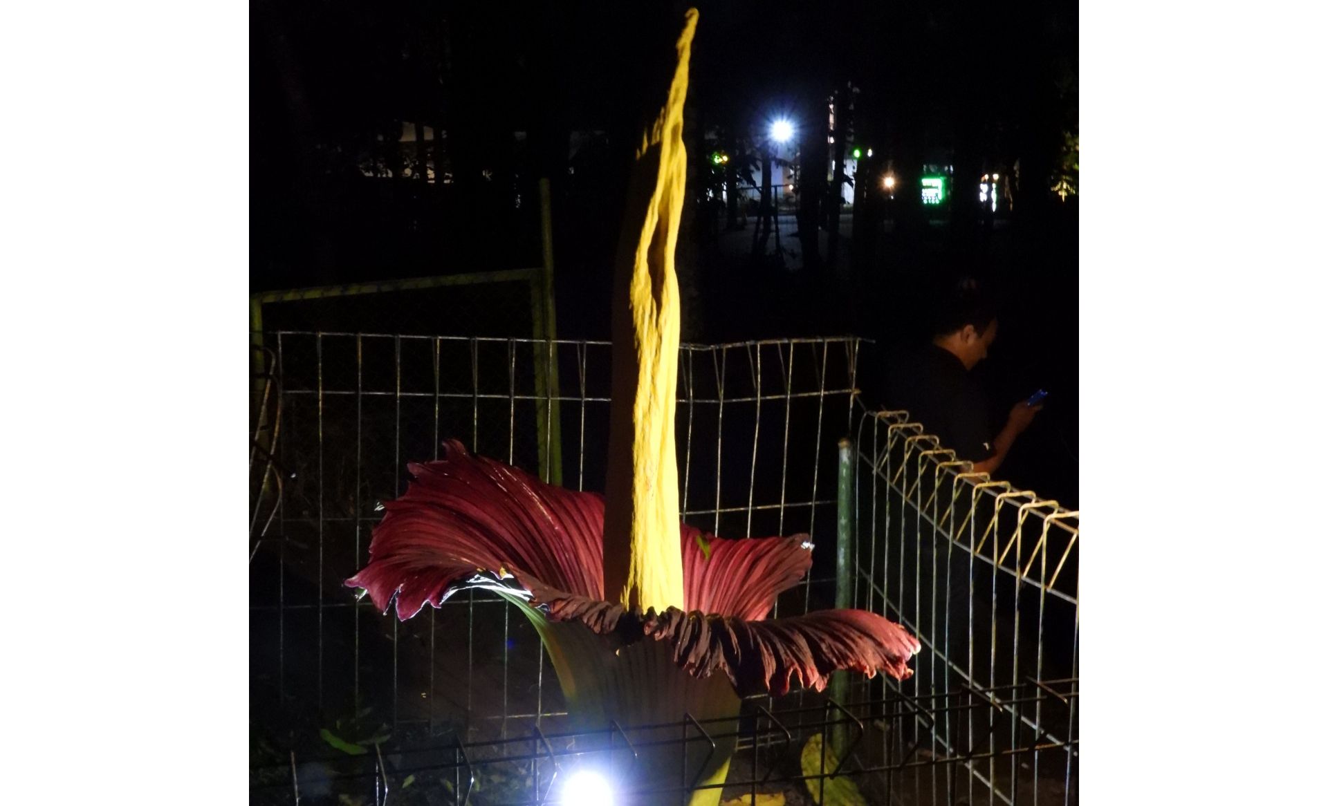 Bunga Bangkai Raksasa yang mekar di Tahura Djuanda Bandung, Jumat 26 Januari 2024
