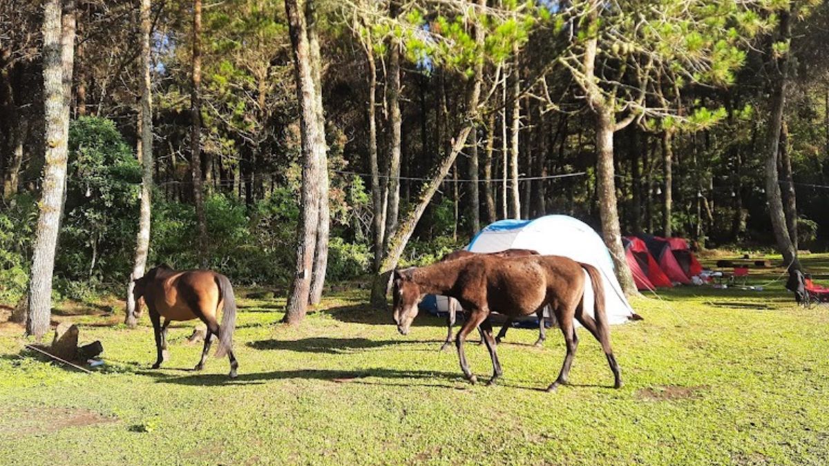 Jungle Milk Jayagiri, tempat wisata di Bandung dengan vibes mirip peternakan kuda di Austria.