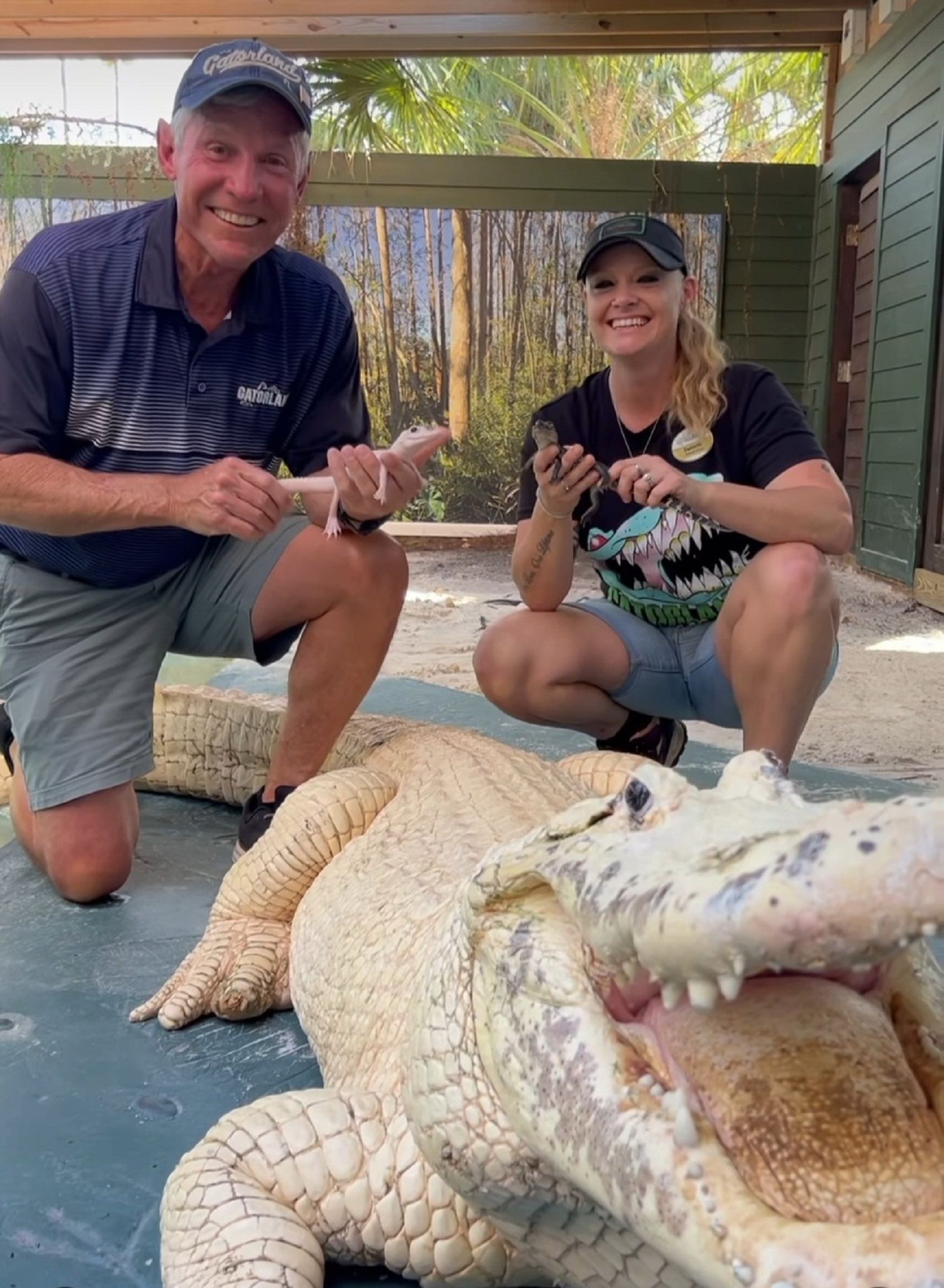 Pihak Taman Reptil di Florida mengumumkan nama buaya putih yang 'sangat langka'.*