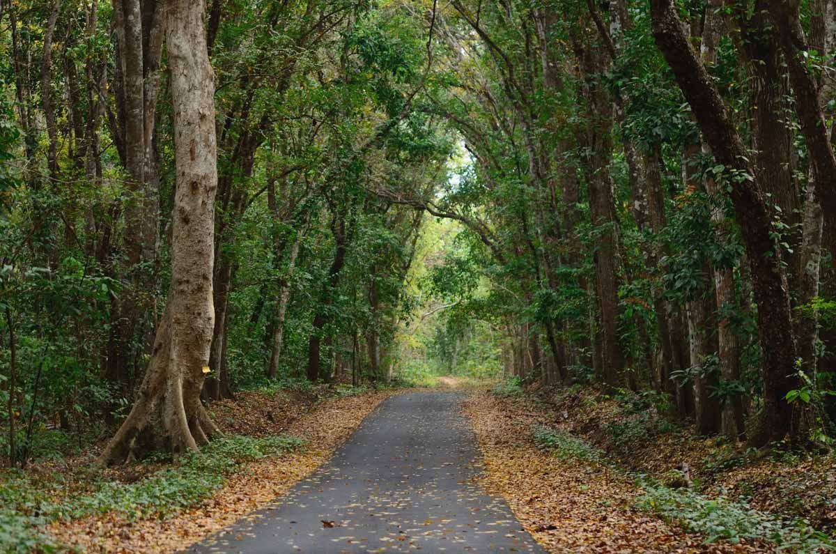 Taman Nasional Alas Purwo, Hutan Tertua di Pulau Jawa yang Sarat Dengan Aura mistis