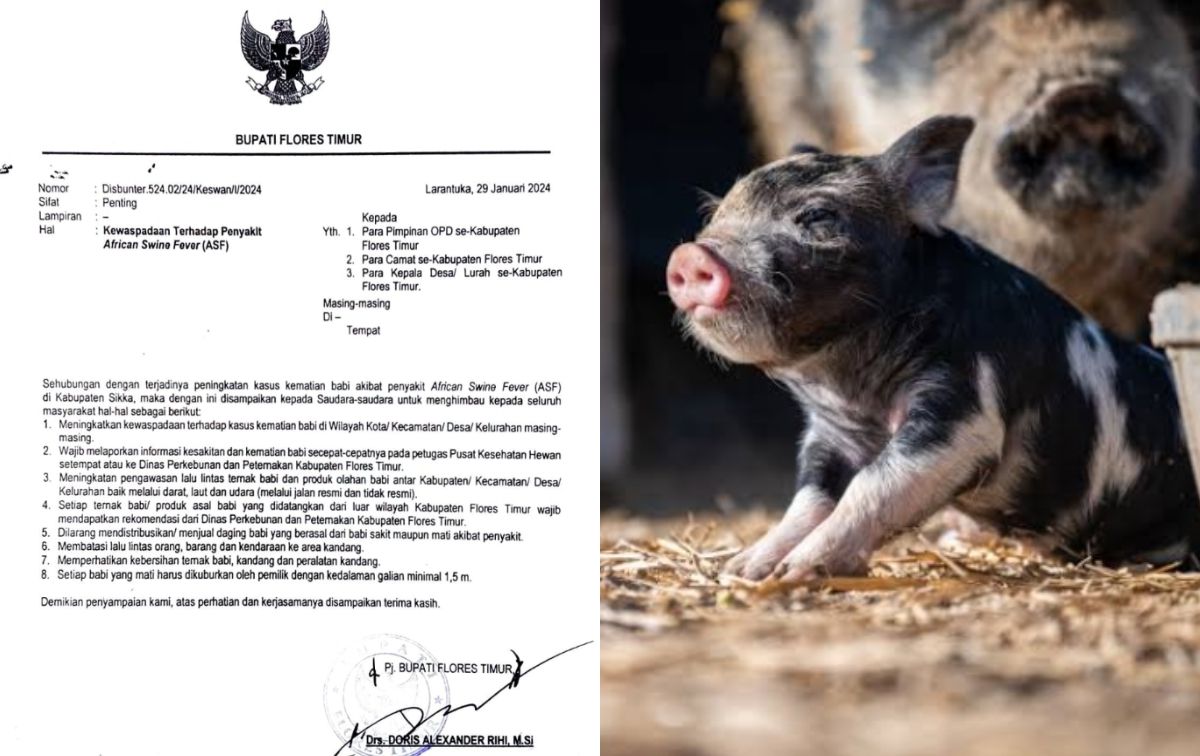 Surat imbauan Penjabat Bupati Flotim terkait peningkatan kewaspadaan terhadap ASF (kiri) dan ilustrasi ternak babi (kanan).//