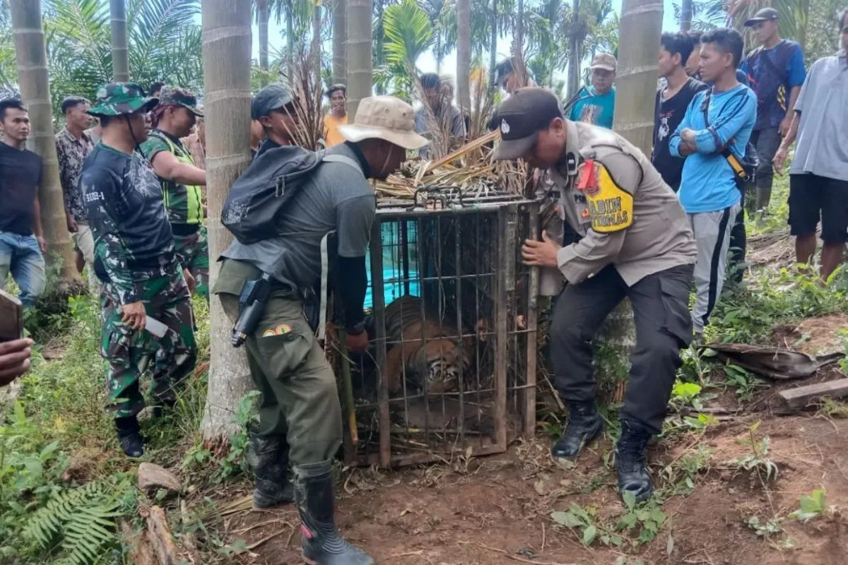 Petugas BKSDA Sumbar bersama anggota polri,TNI dan warga mengevakuasi harimau sumatra, Ahad.