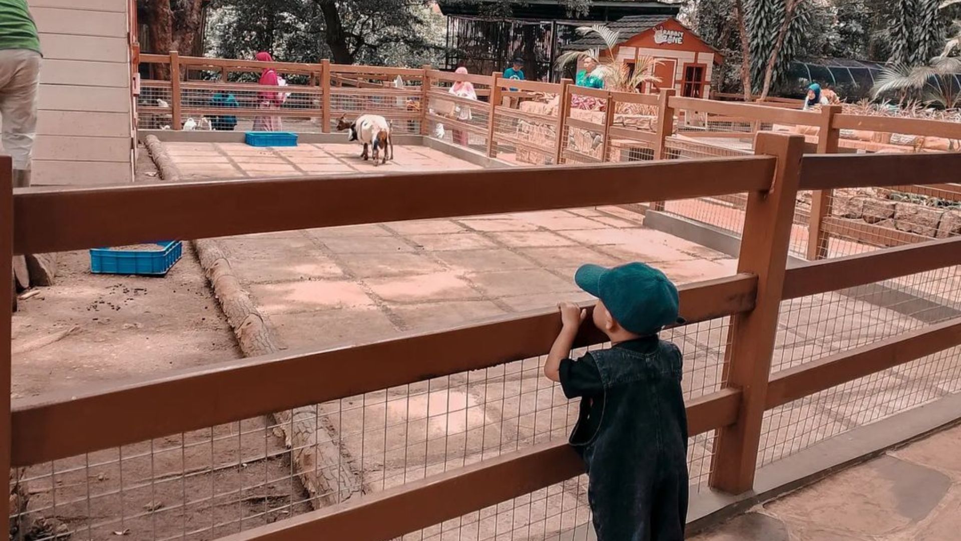 Seorang anak kecil menatap kambing di Kebun Binatang Bandung.