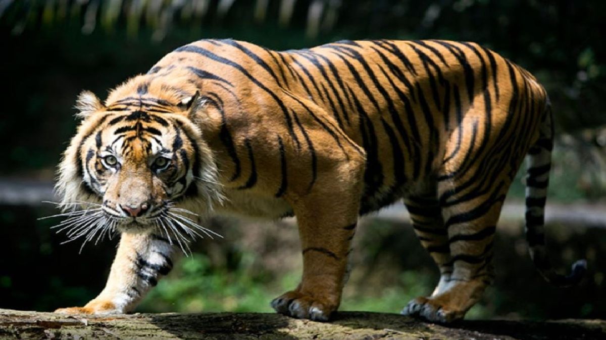 Harimau Sumatera (Panthera tigris sondaica)