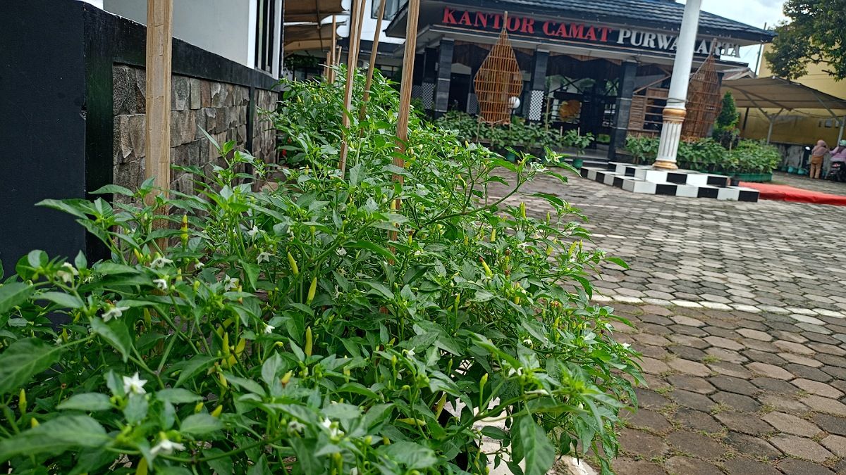 Meski sudah beberapa kali dipanen, tanaman cabai yang dibudidayakan di Kantor Kecamatan Purwakarta ini tampak masih berbuah lebat.
