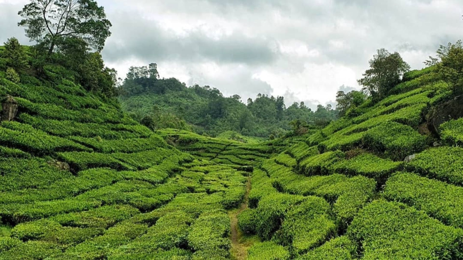 Potret hamparan hijaunya perkebunan teh Rancabali dengan aroma yang menyegarkan. /Instagram/@shahreza_srs