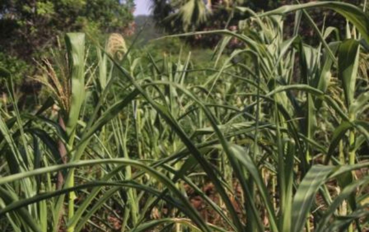 Kondisi tanaman jagung di hamparan perkebunan Ritaebang saat ini, Minggu (18/022024) pukul 16.30 WITA.//
