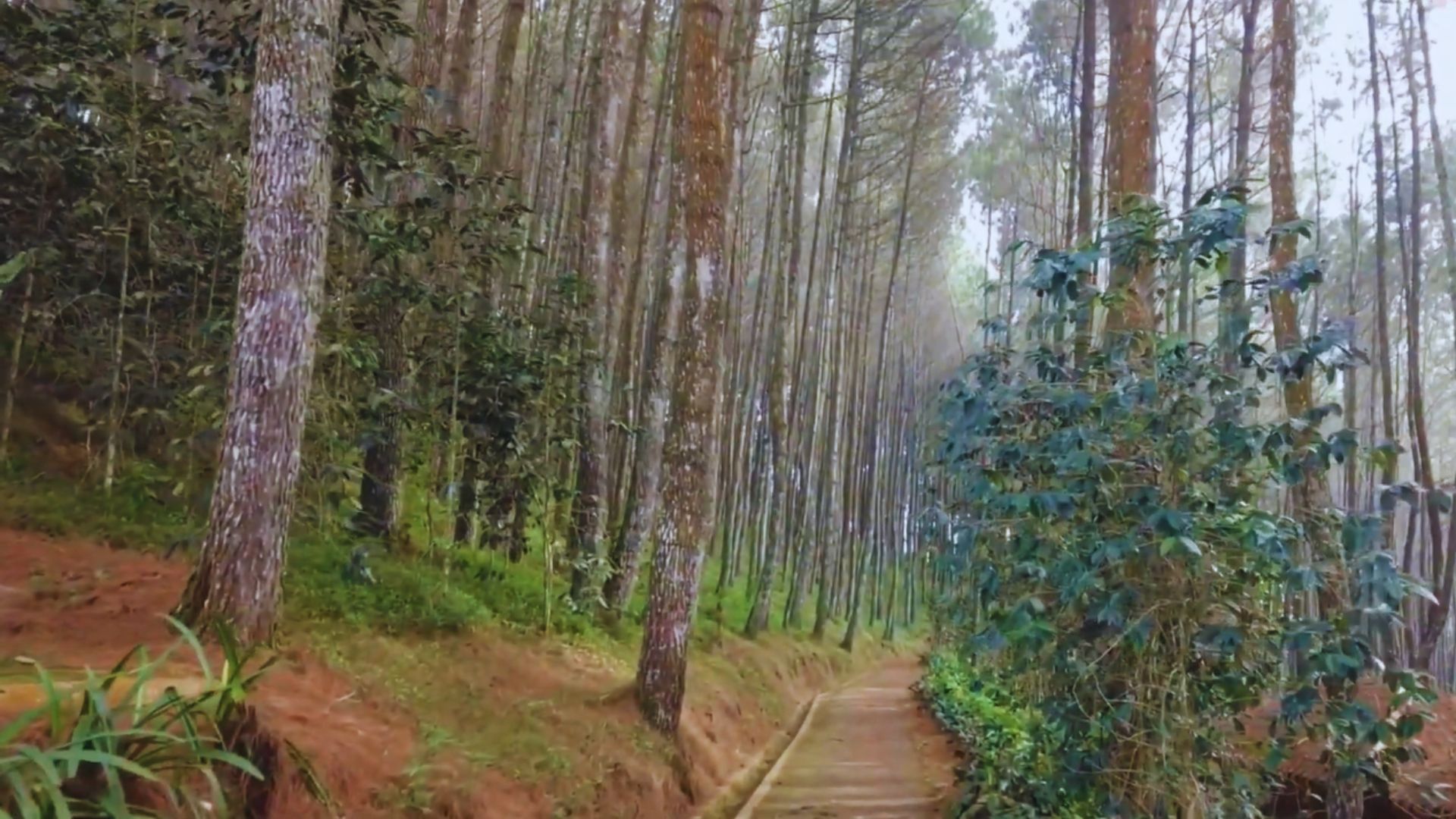 Berjalan di antara pohon pinus Bukit Moko akan terasa mudah karena sudah dibuatkan jalan dengan conblock./ YouTube/ Destia Marsha