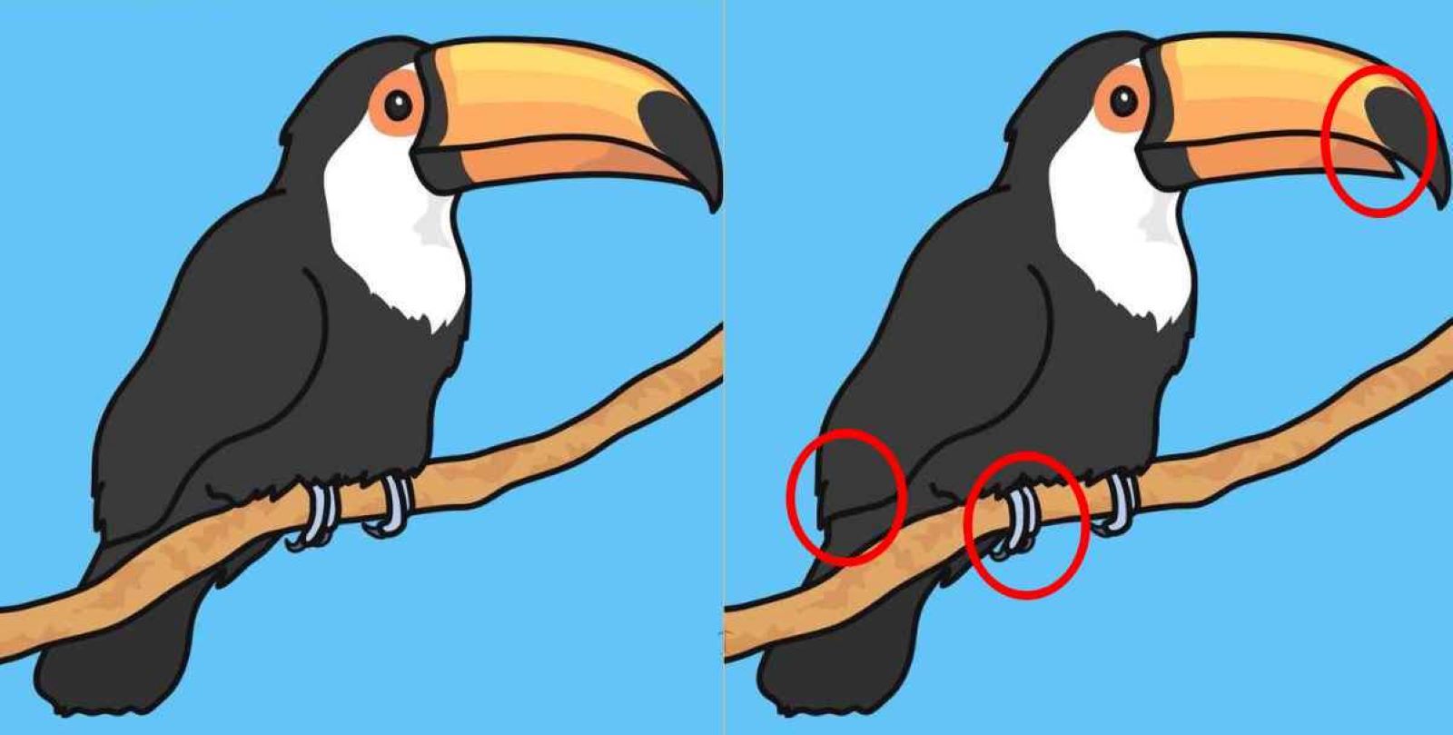 Jawaban: temukan perbedaan pada gambar burung
