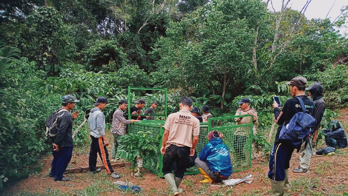 Petugas tengah memasang jebakan kandang trap penangkap harimau yang menerkam warga Lampung Barat di Suoh dan BnS