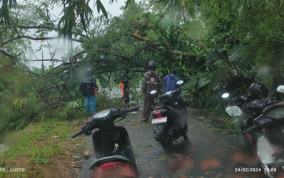 Petugas dibantu relawan tengah mengevakuasi pohon tumbang di Kabupaten Sleman