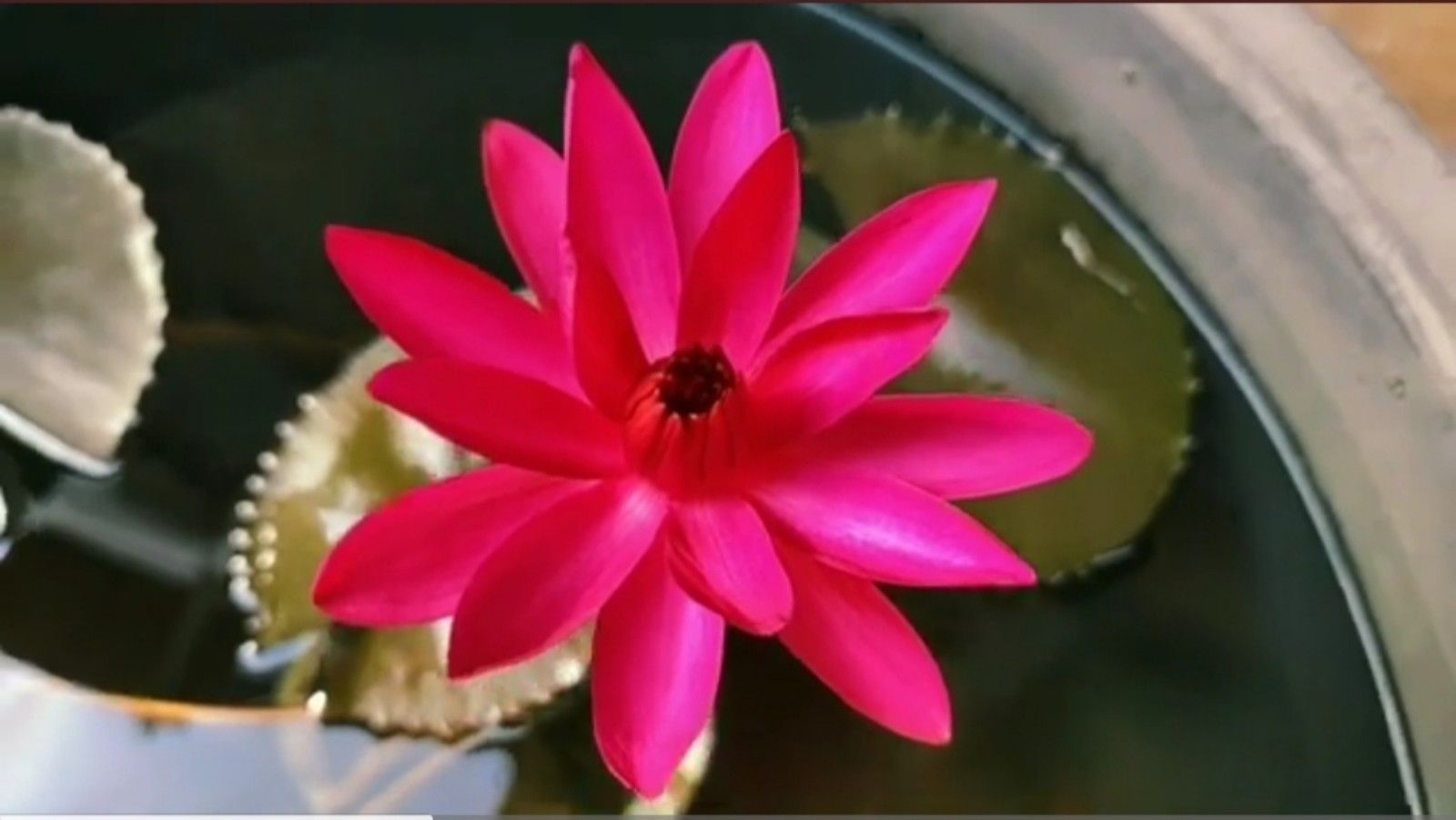 Teratai Night Blooming Tan Ya Kan/tangkapan layar youtube/Channel Besthobby 