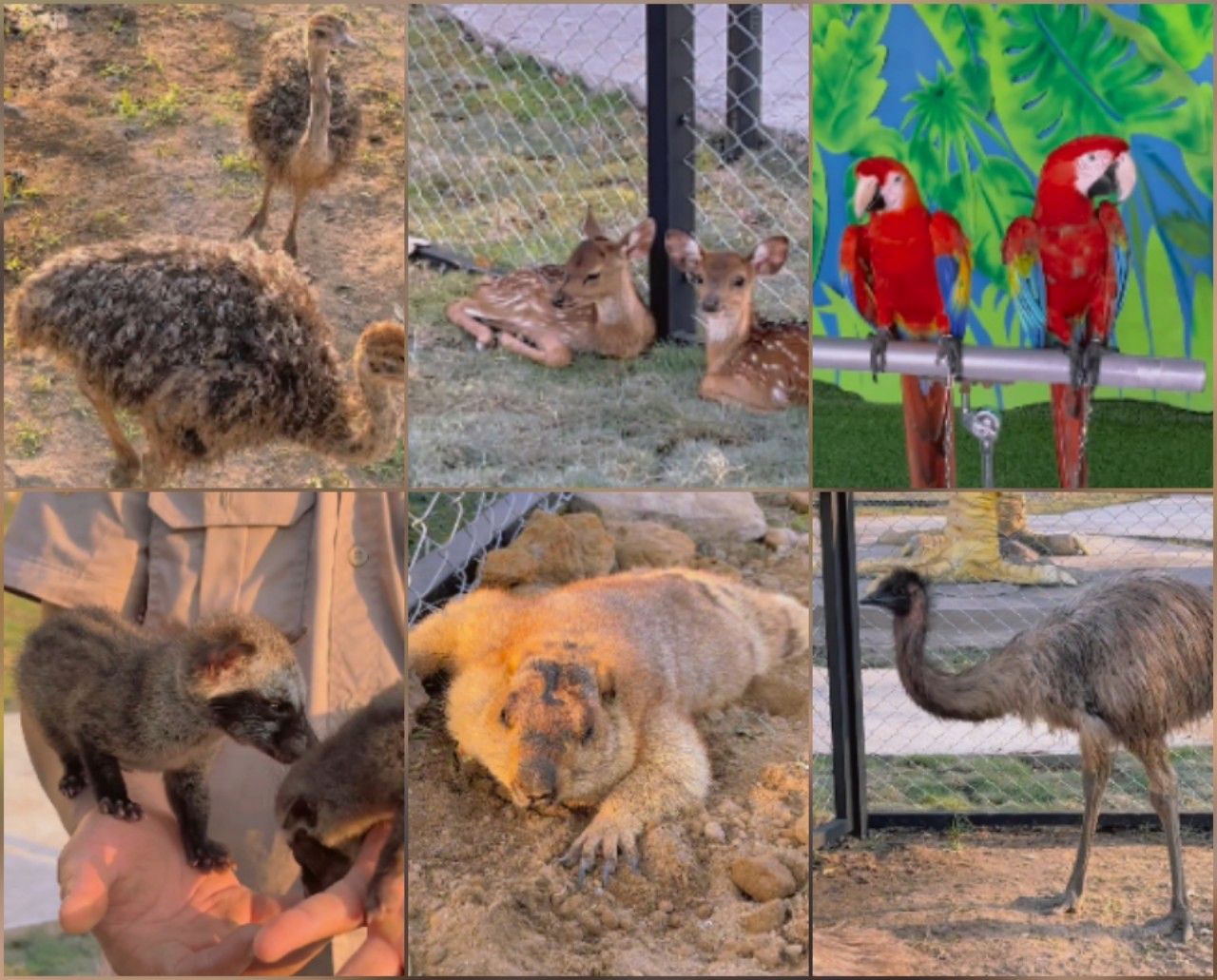 Jenis burung dan hewan-hewan di Ibarbo Park Aviary.