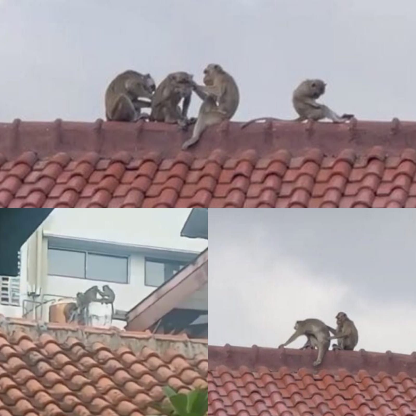 Tangkapan layar kawanan monyet berkeliaran di area Sukaluyu