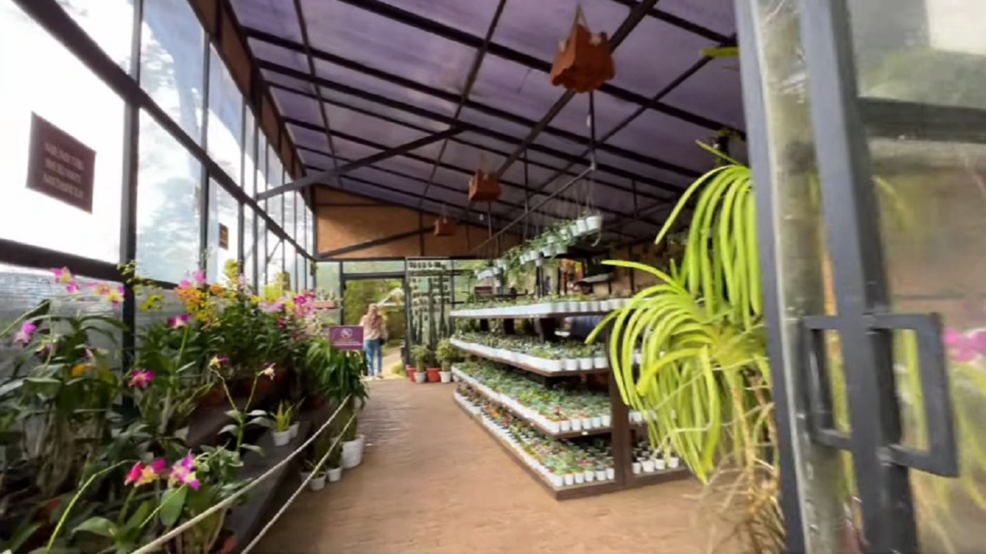Koleksi anggrek di Orchid Forest Cikole, Bandung Barat. Pengunjung bisa belajar cara menanam anggrek yang benar./ YouTube/ Daya Channel