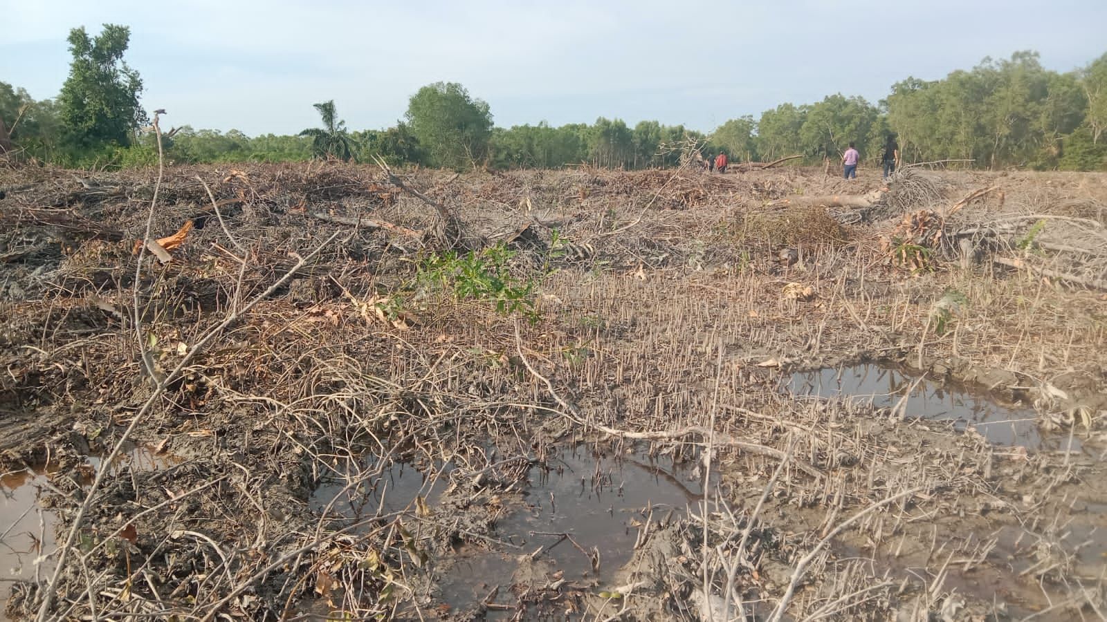 Penanganan Kasus Kerusakan Hutan Mangrove di Langkat, Green Justice Indonesia: Wibawa Polisi Dipertaruhkan
