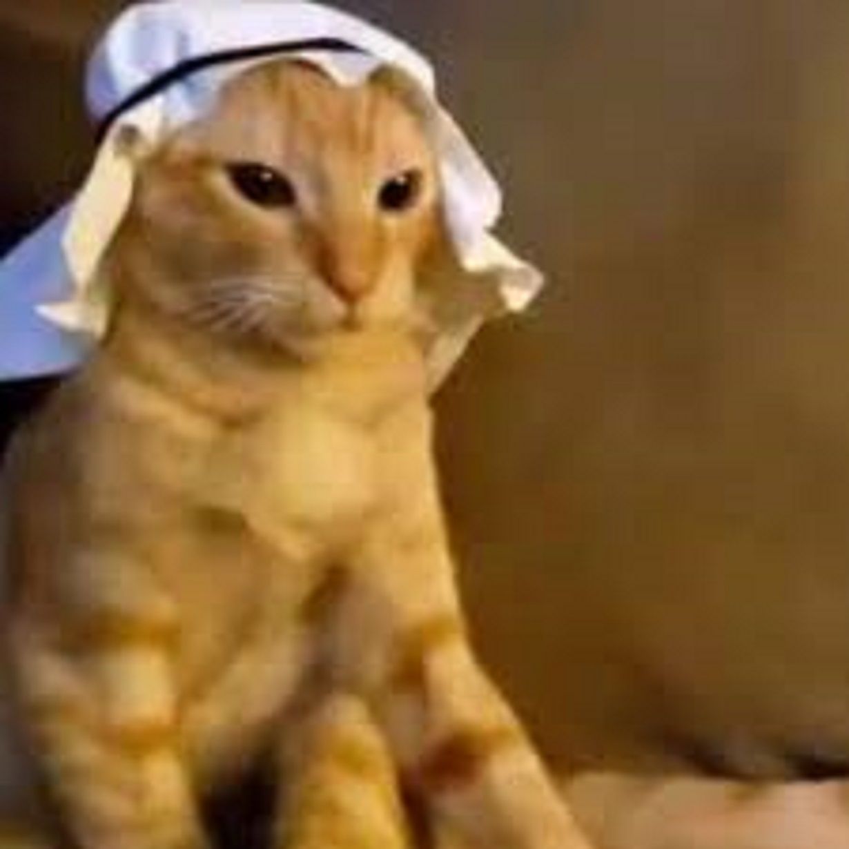 PP kucing halal Ramadhan 2024