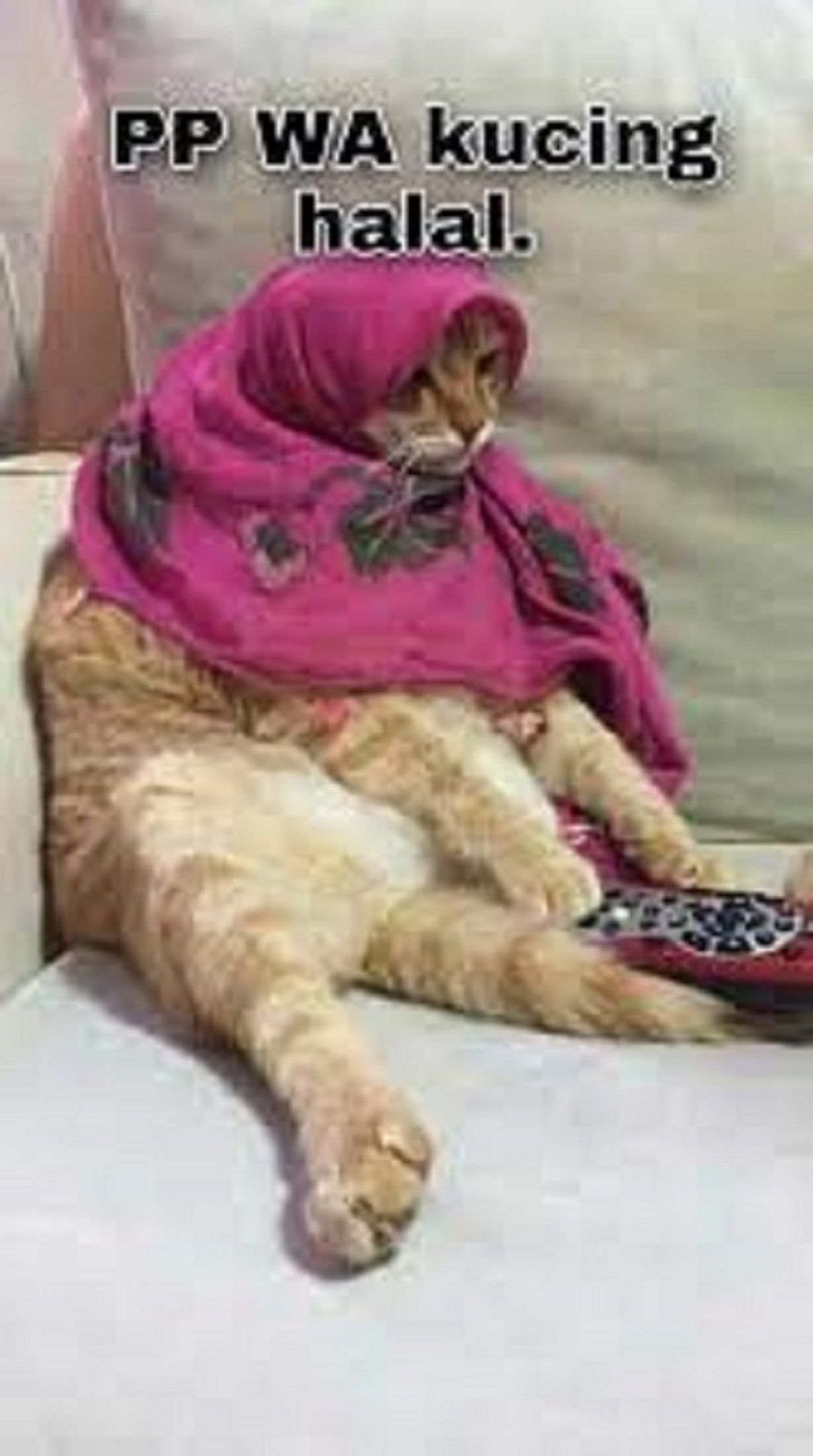 PP kucing Ramadhan 2024 keren dan menarik