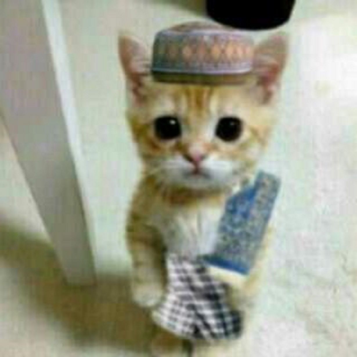 PP kucing Ramadhan 2024 sholat tarawih