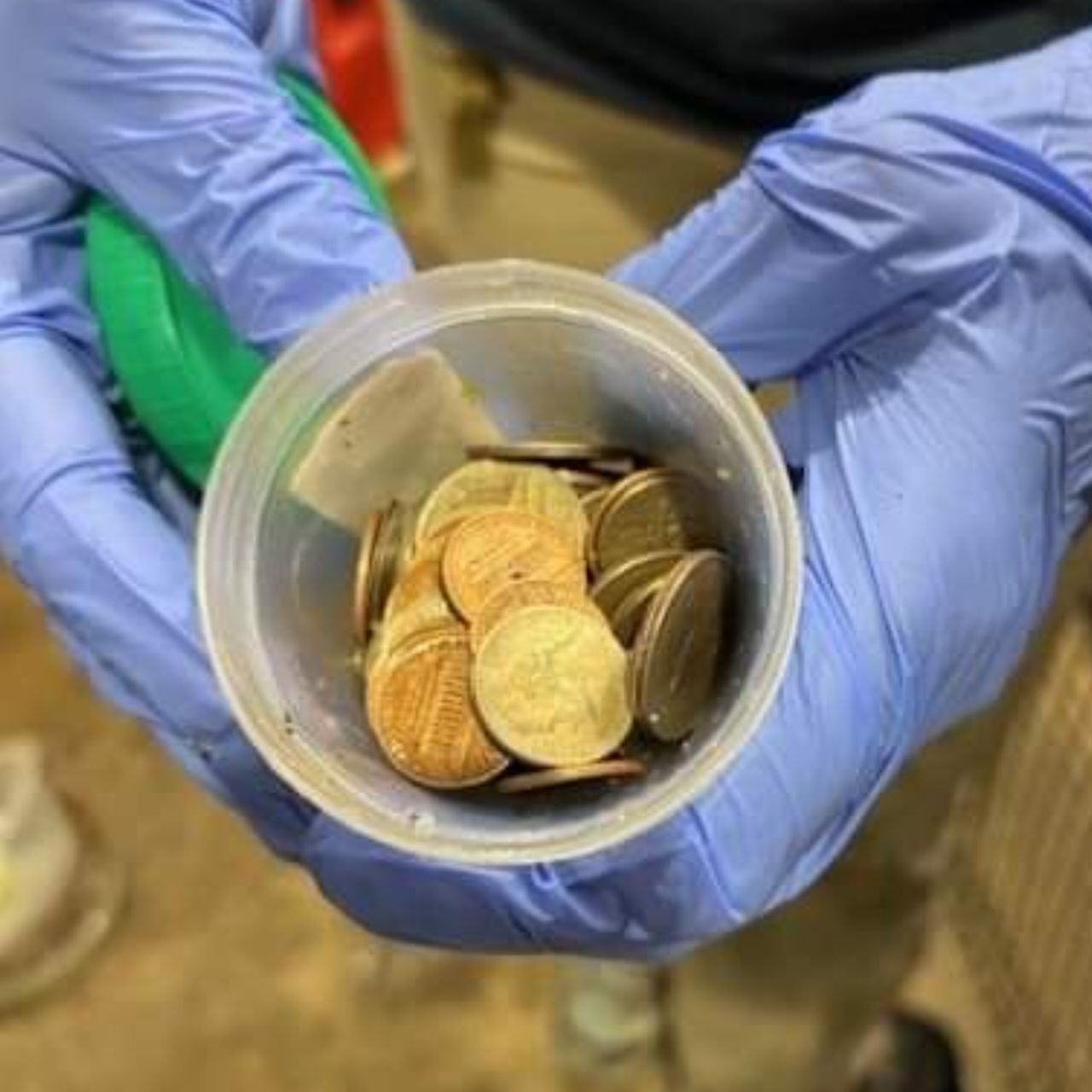 Penampakan koin yang berhasil dikeluarkan dar perut Buaya Thibodaux 