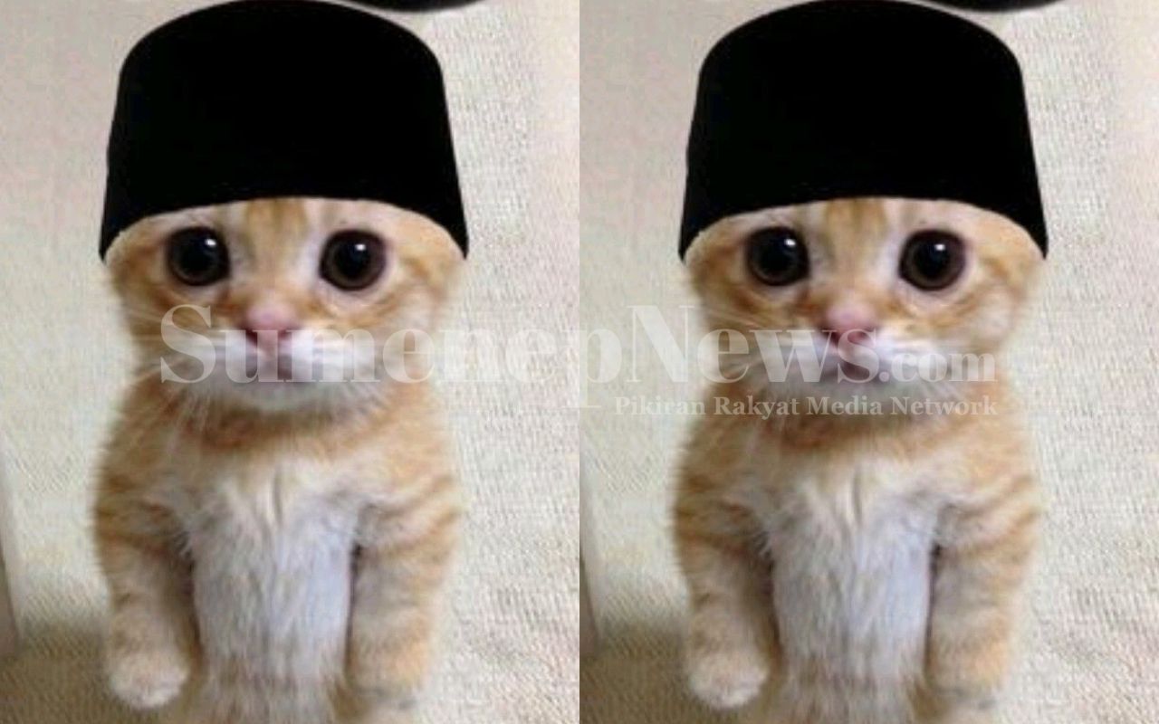 PP Kucing Ramadhan