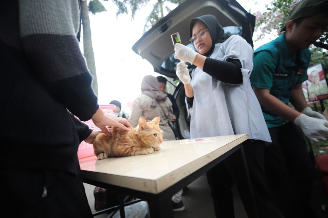 Kabar Gembira Bagi Pecinta Kucing! Ada Program Gratis Sterilisasi Kucing Liar dan Vaksinasi Rabies