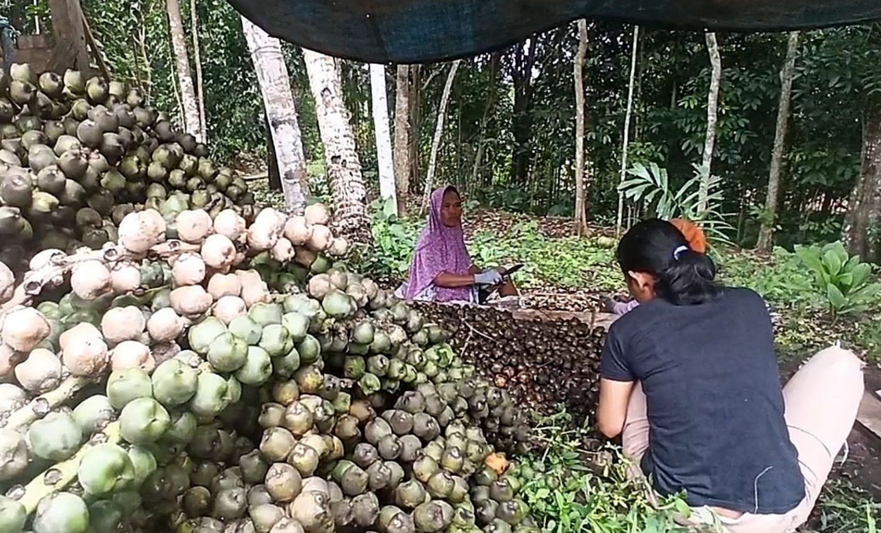 Seorang ibu rumah tangga sedang memilah dan mengupas buah aren, bahan kolang-kaling di Kabupaten Ciamis. 