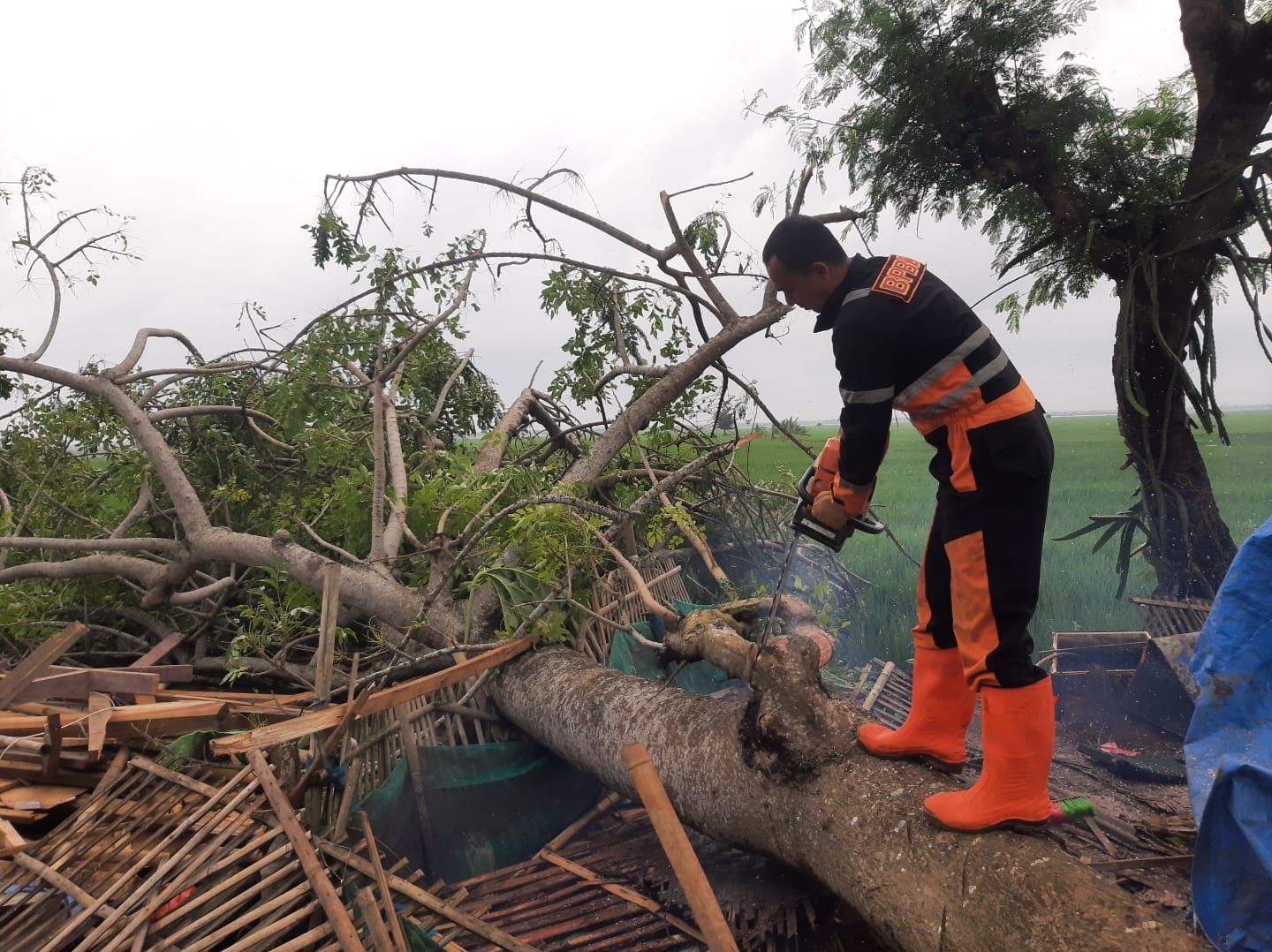 Petugas Badan Penanggulangan Bencana Daerah Kabupaten Subang melakukan penanganan pascabencana angin puting beliung di Kecamatan Blanakan Kabupaten Subang, Kamis (14/3/2024).