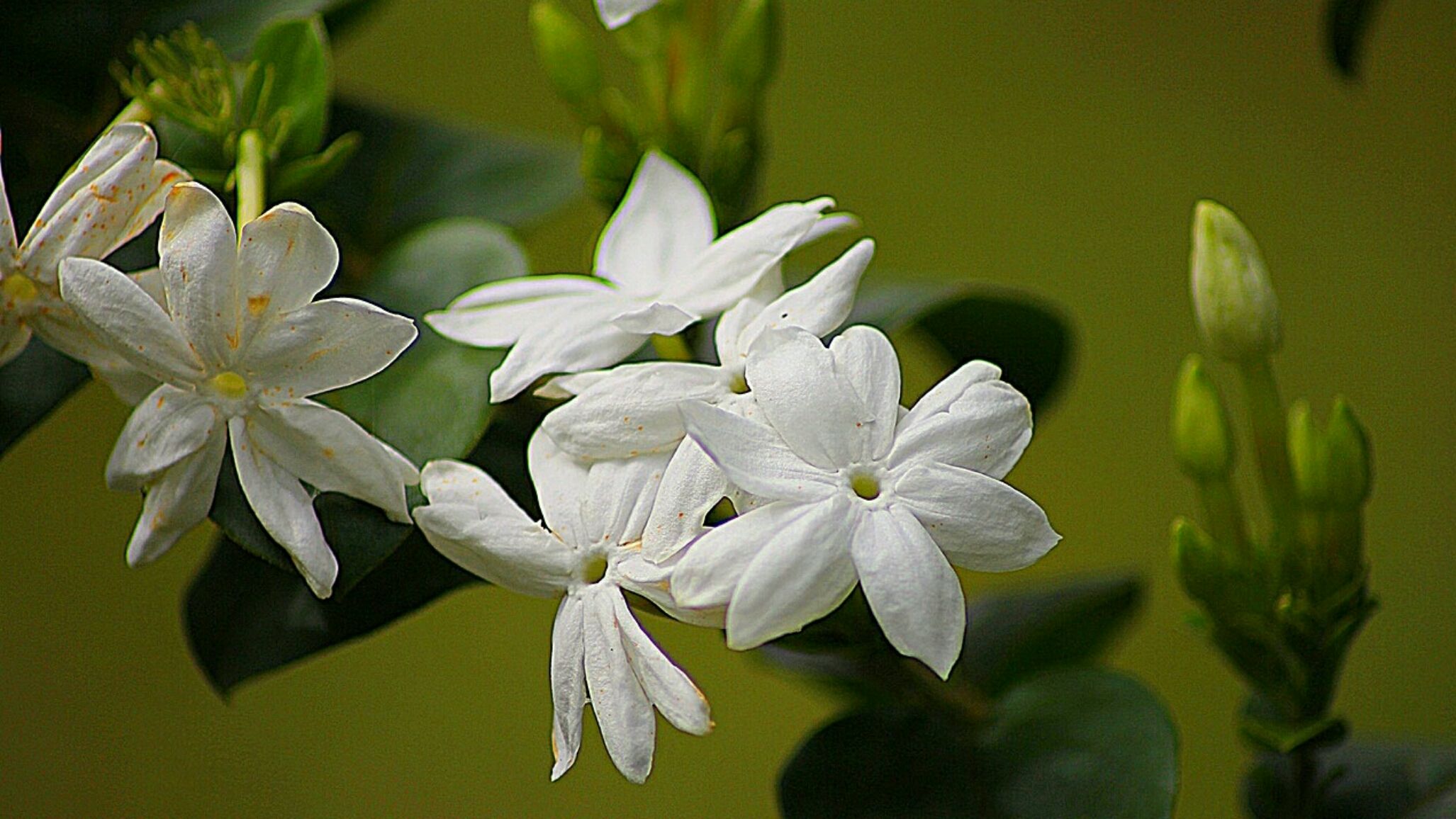 Bunga melati putih