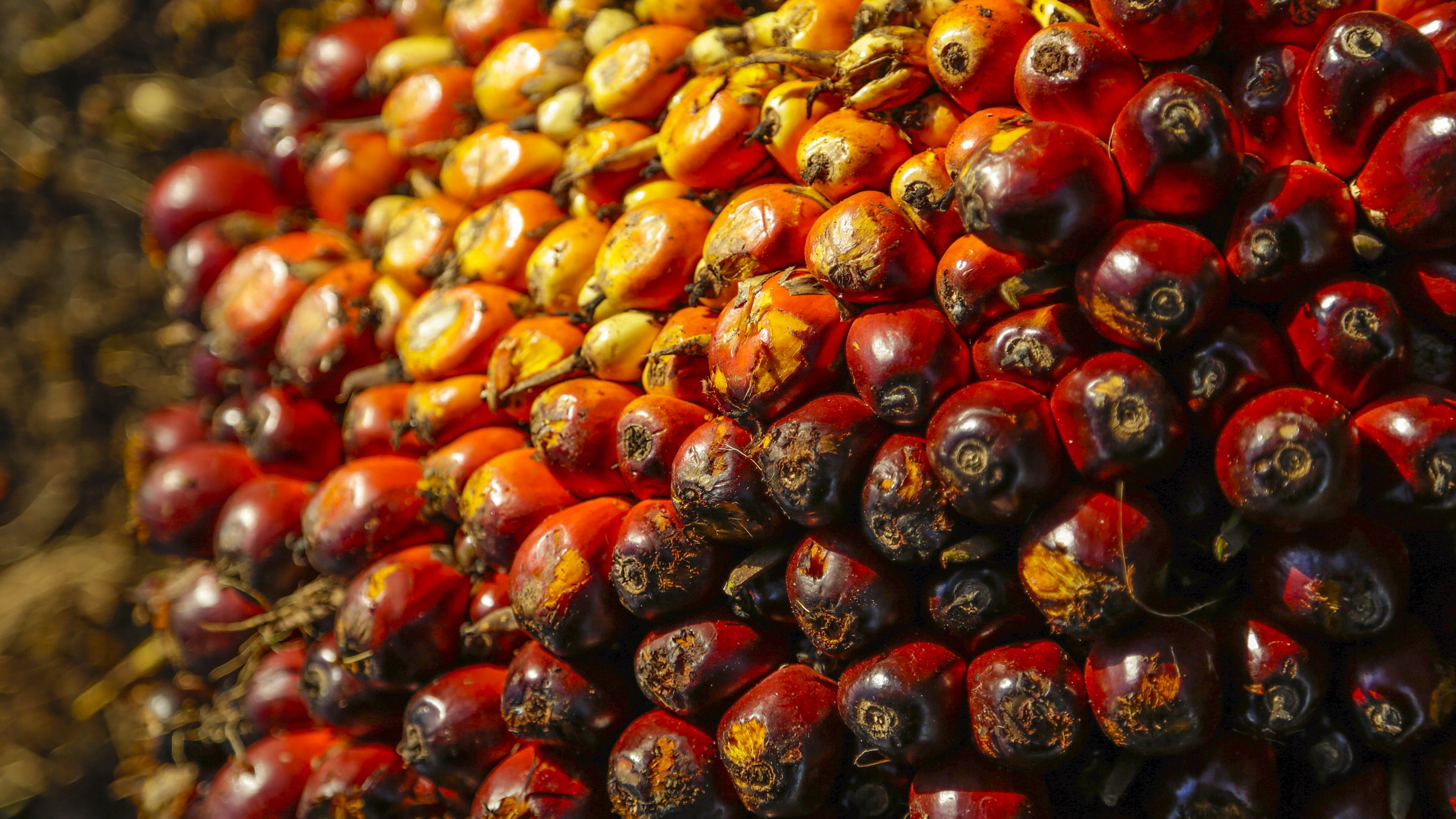 Kelapa sawit sebagai bahan pembuatan dari minyak makan merah.