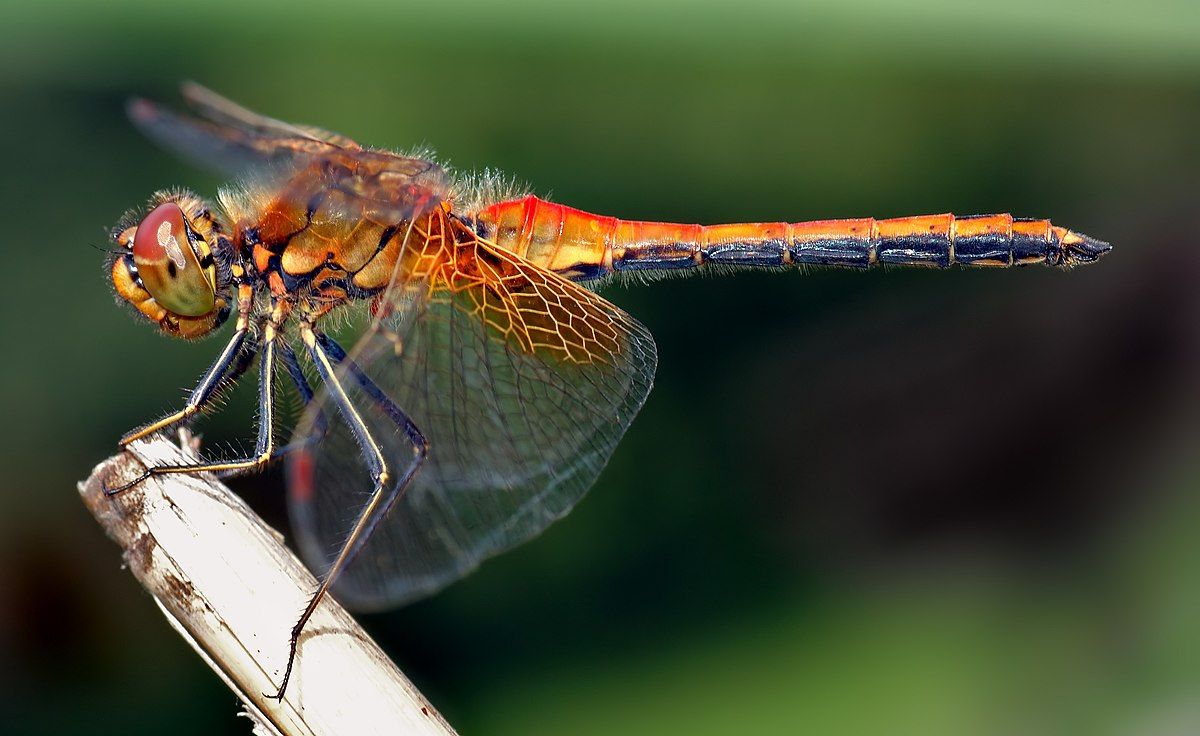Capung, Salah Satu Serangga Purba yang Sudah Ada di Bumi Sejak Ratusan Juta Tahun Lalu