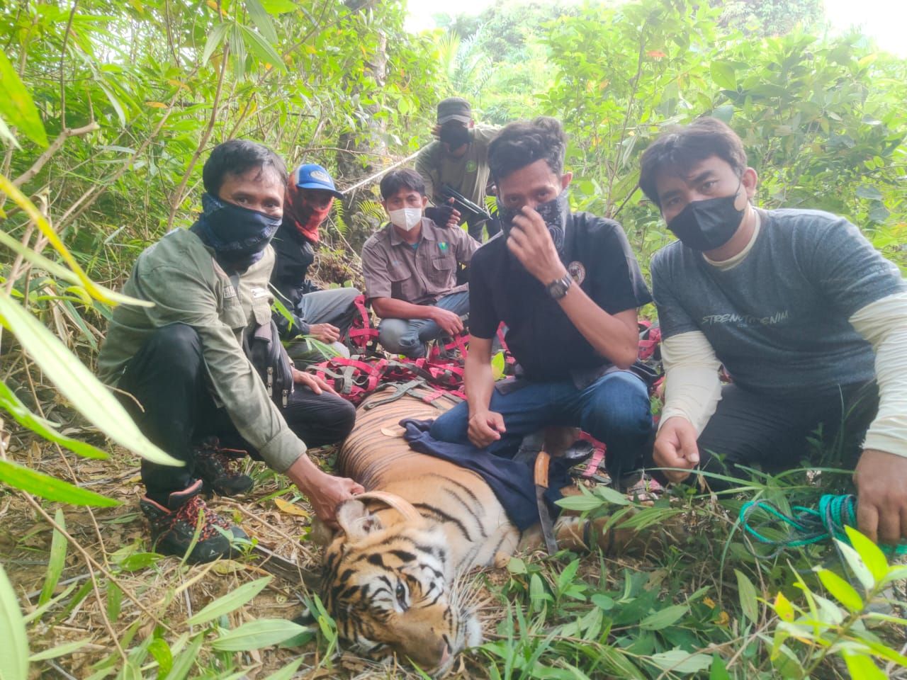 KLHK Tangkap Harimau Sumatera yang Terkam Petani Langkat
