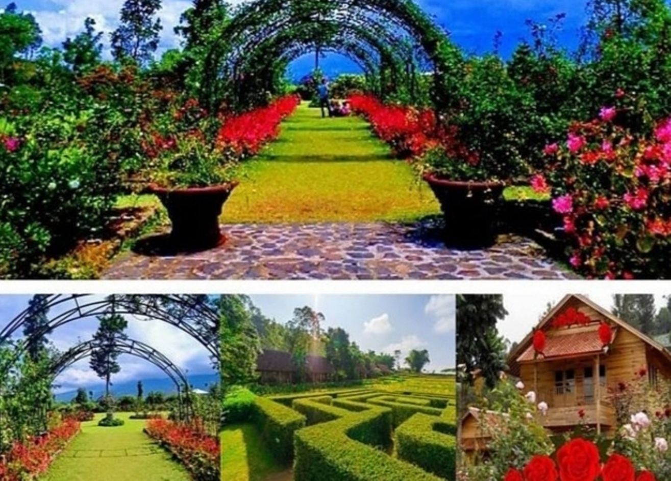 Kebun Mawar Situhapa di Jalan Raya Kamojang, Desa Sukakarya, Kecamatan Samarang, Kabupaten Garut, Jawa Barat