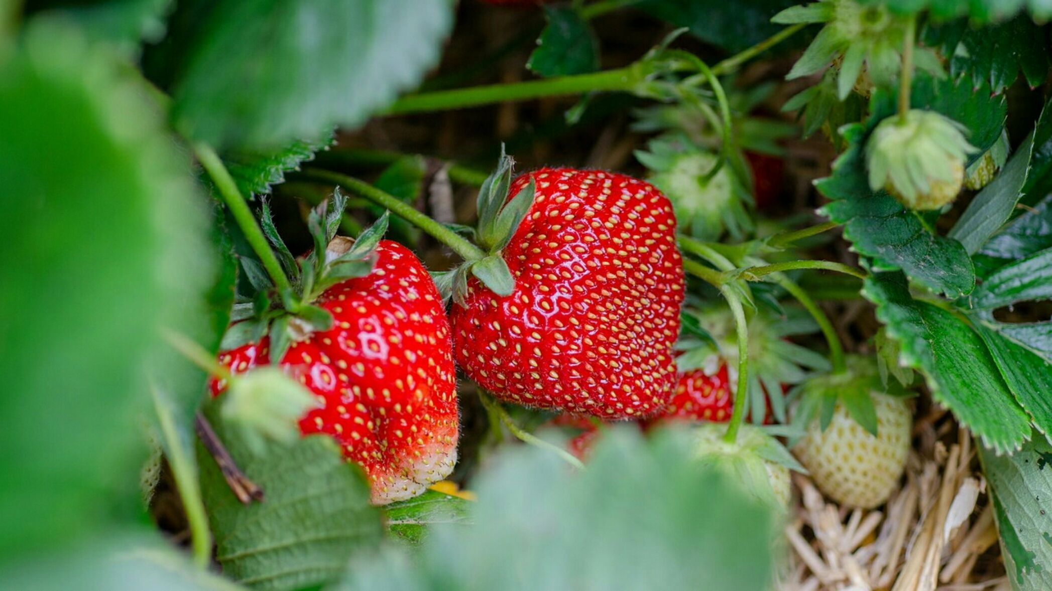 Tanaman strawberry