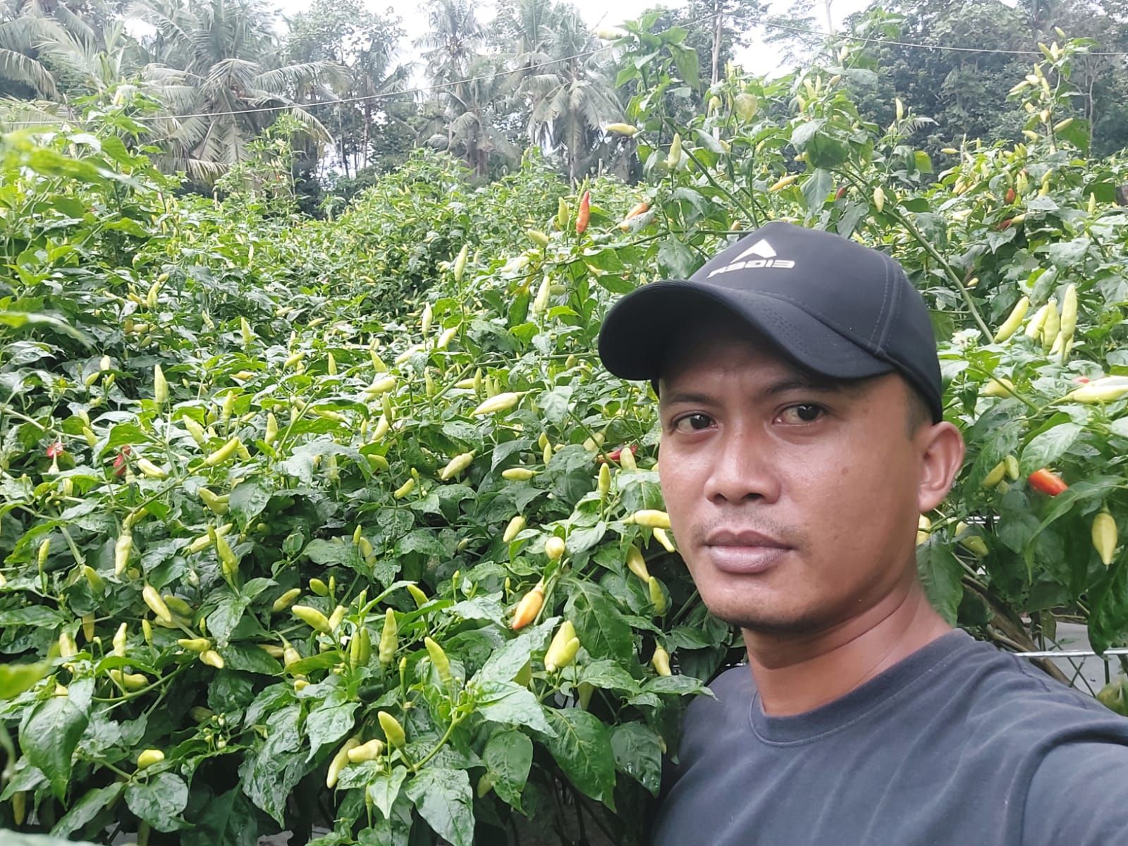 Feri Sanjaya, anggota prajurit Kodim 0613 yang juga merupakan petani cabai