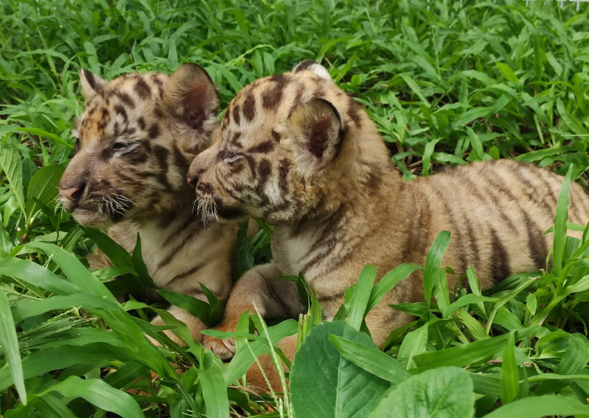 Bayi harimau Benggala di Solo Safari