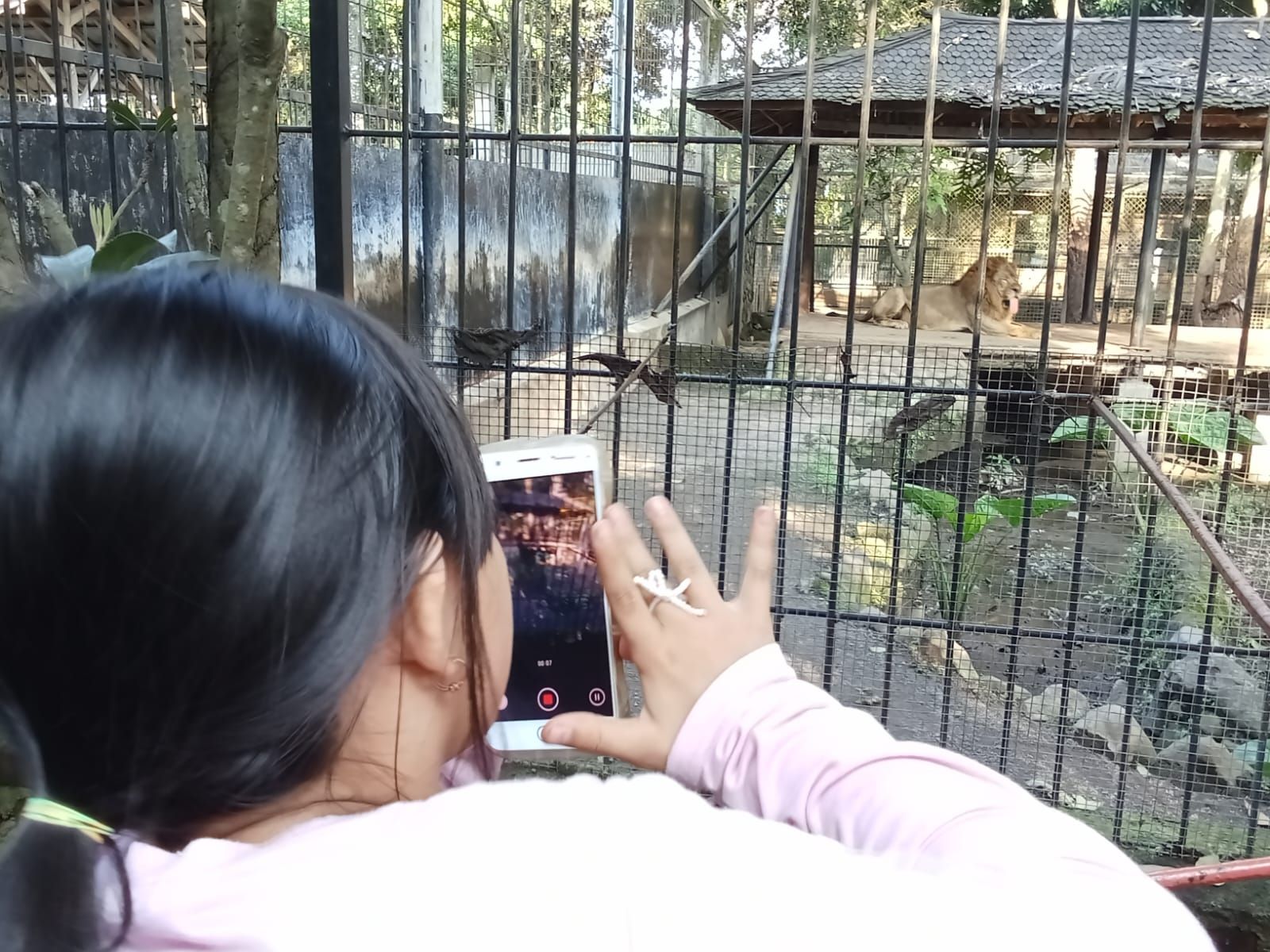 Seorang wisatawan saat mengabadikan seekor Singa di Taman Satwa Cikembulan Garut, Senin 15 April 2024