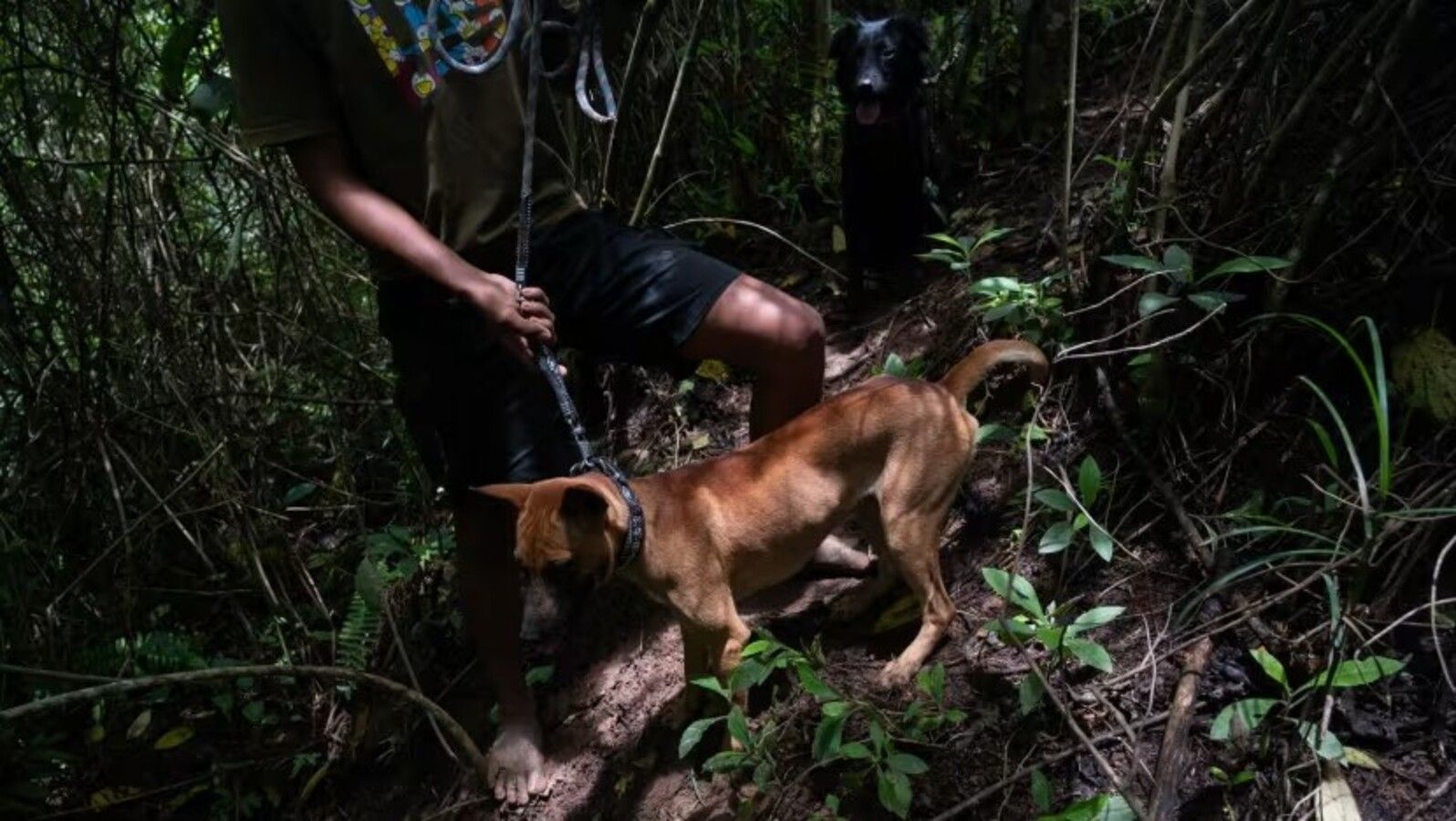 Seekor anjing mencium aroma babi hutan saat berburu di perbukitan yang rimbun di Sikaladi, Sumatra Barat, Indonesia. (Foto: CNA/Wisnu Agung Prasetyo)